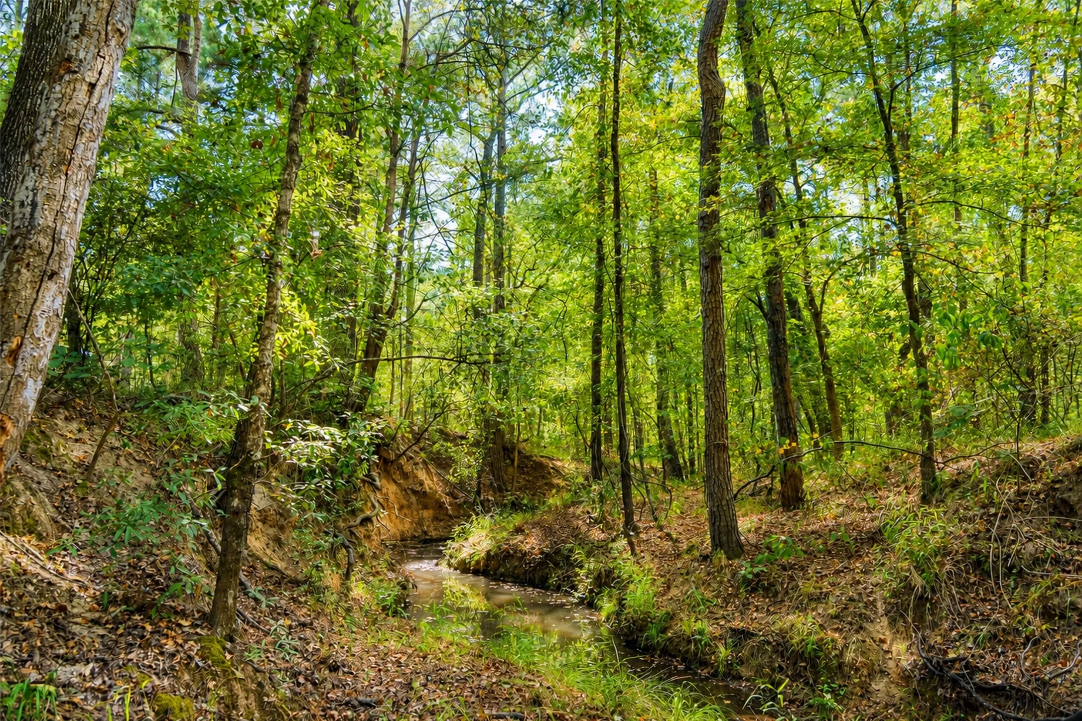 Unimproved Land For Sale in Anderson County , 00 State Highway 294, Elkhart, Texas 75839, 0, 0, Garage spaces, 0 Sqft, built in 0, mls#21368752, Real Estate Agent in Elkhart, Homes For Sale in Anderson county, Homes For Sale in Elkhart, Realtor in Elkhart Texas, Real Estate Brokerage Independent Realty Texas, Luminita Cordes Realtor