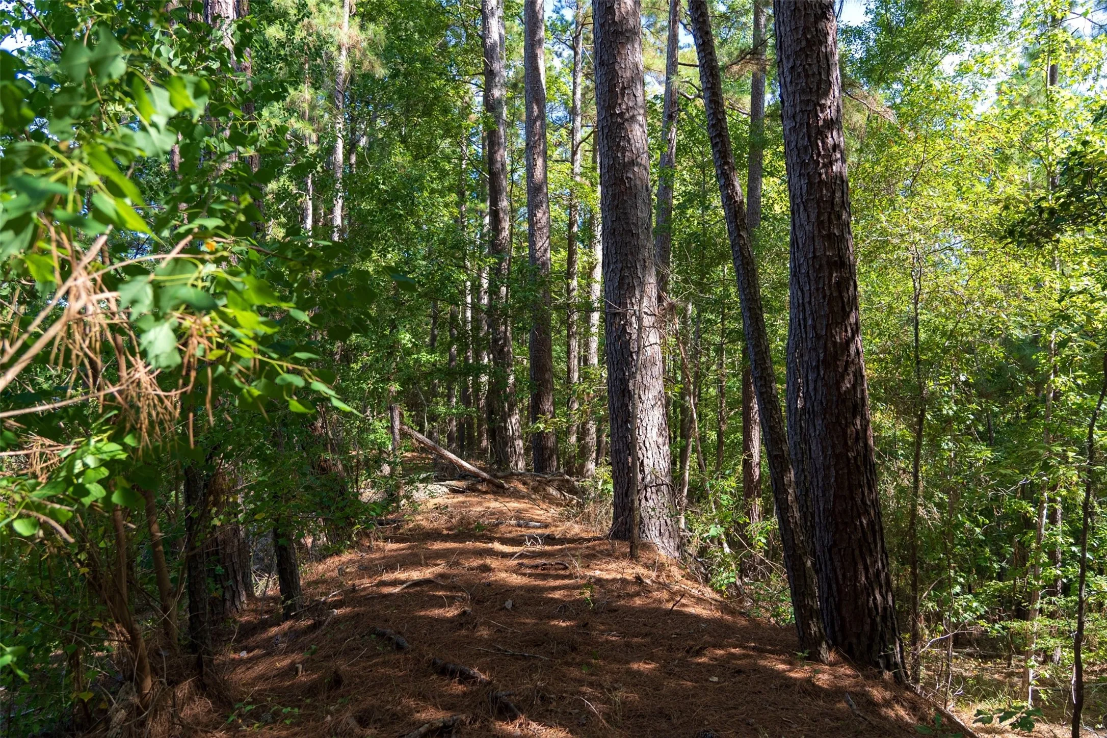 Unimproved Land For Sale in Anderson County , 00 State Highway 294, Elkhart, Texas 75839, 0, 0, Garage spaces, 0 Sqft, built in 0, mls#21368752, Real Estate Agent in Elkhart, Homes For Sale in Anderson county, Homes For Sale in Elkhart, Realtor in Elkhart Texas, Real Estate Brokerage Independent Realty Texas, Luminita Cordes Realtor
