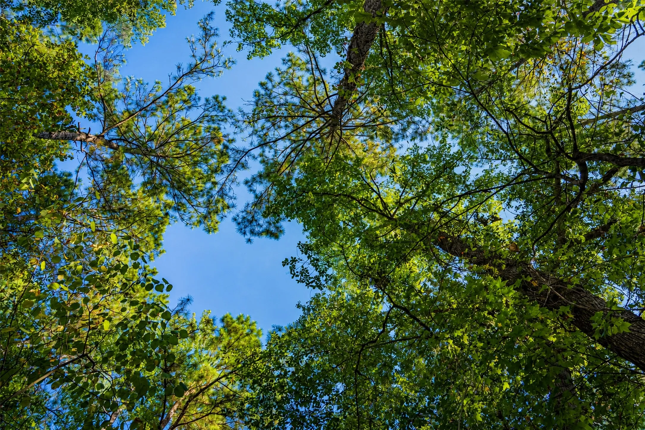 Unimproved Land For Sale in Anderson County , 00 State Highway 294, Elkhart, Texas 75839, 0, 0, Garage spaces, 0 Sqft, built in 0, mls#21368752, Real Estate Agent in Elkhart, Homes For Sale in Anderson county, Homes For Sale in Elkhart, Realtor in Elkhart Texas, Real Estate Brokerage Independent Realty Texas, Luminita Cordes Realtor