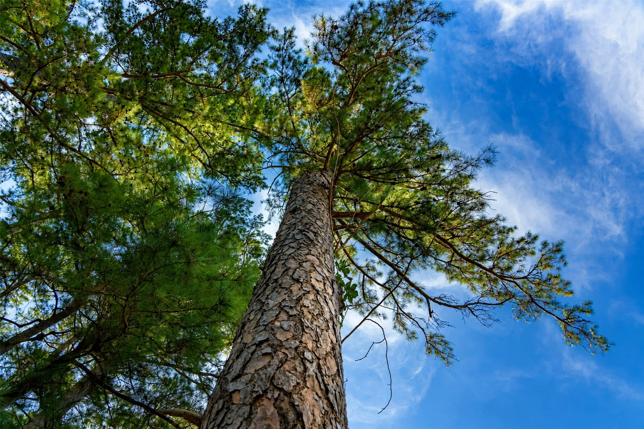 Unimproved Land For Sale in Anderson County , 00 State Highway 294, Elkhart, Texas 75839, 0, 0, Garage spaces, 0 Sqft, built in 0, mls#21368752, Real Estate Agent in Elkhart, Homes For Sale in Anderson county, Homes For Sale in Elkhart, Realtor in Elkhart Texas, Real Estate Brokerage Independent Realty Texas, Luminita Cordes Realtor