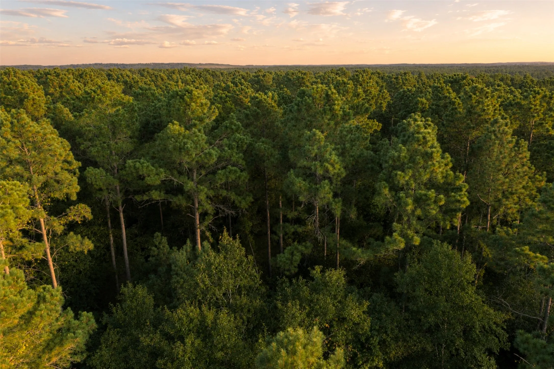 Unimproved Land For Sale in Anderson County , 00 State Highway 294, Elkhart, Texas 75839, 0, 0, Garage spaces, 0 Sqft, built in 0, mls#21368752, Real Estate Agent in Elkhart, Homes For Sale in Anderson county, Homes For Sale in Elkhart, Realtor in Elkhart Texas, Real Estate Brokerage Independent Realty Texas, Luminita Cordes Realtor