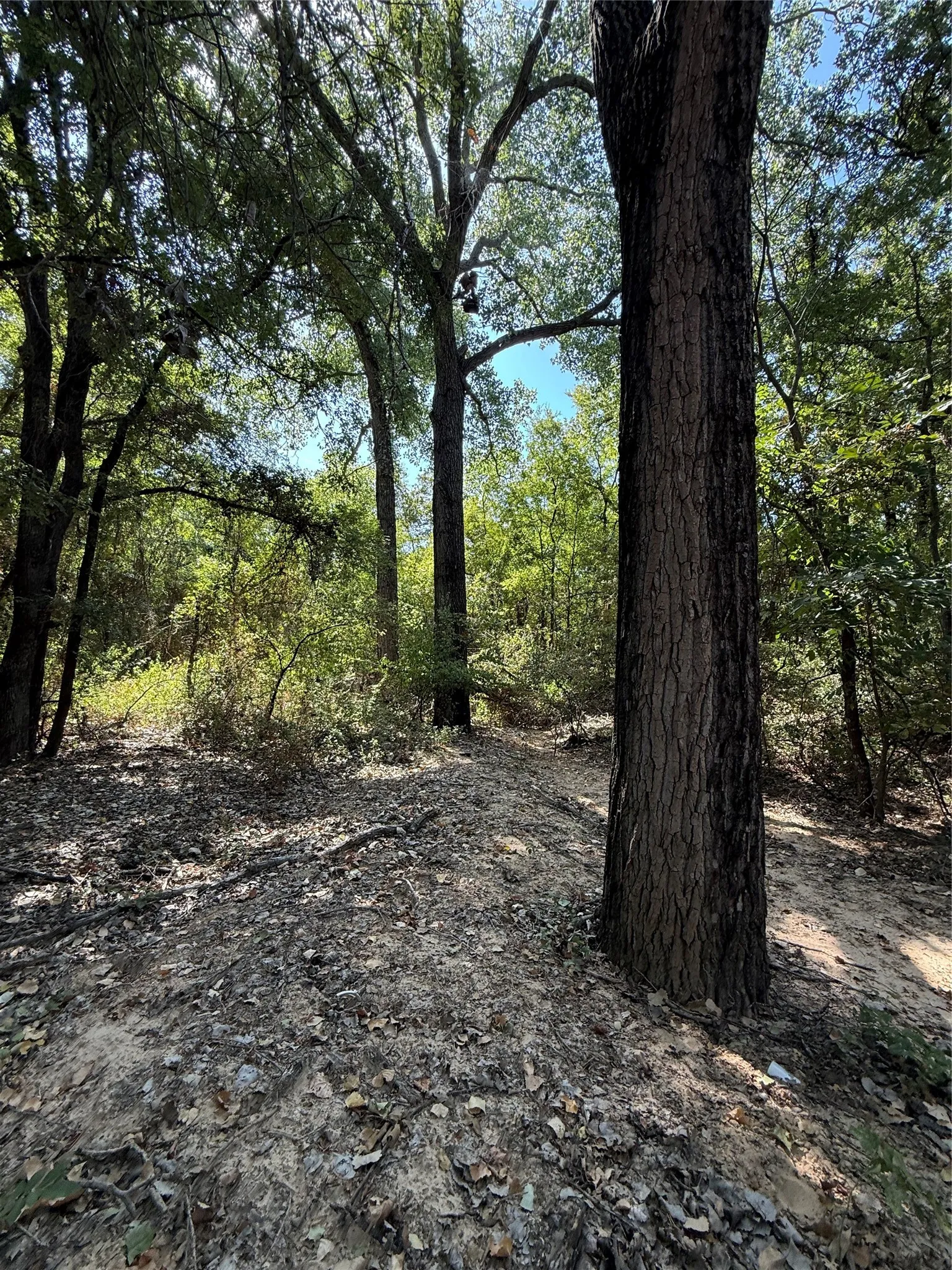 Improved Land For Sale in Comanche County , 2181 Fm 1476, Dublin, Texas 76446, 0, 0, Garage spaces, 0 Sqft, built in 0, mls#21368847, Real Estate Agent in Dublin, Homes For Sale in Comanche county, Homes For Sale in Dublin, Realtor in Dublin Texas, Real Estate Brokerage Independent Realty Texas, Luminita Cordes Realtor