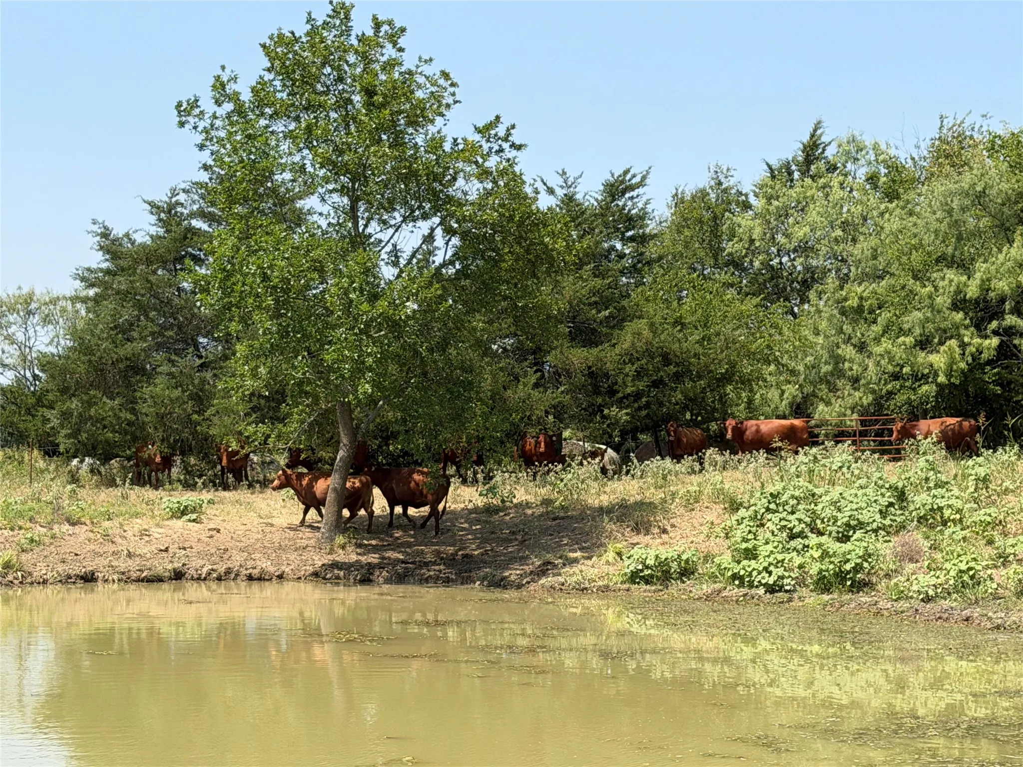 Ranch For Sale in Hunt County , 9097 County Road 2472, Royse City, Texas 75189, 0, 0, Garage spaces, 0 Sqft, built in 0, mls#21369107, Real Estate Agent in Royse City, Homes For Sale in Hunt county, Homes For Sale in Royse City, Realtor in Royse City Texas, Real Estate Brokerage Independent Realty Texas, Luminita Cordes Realtor