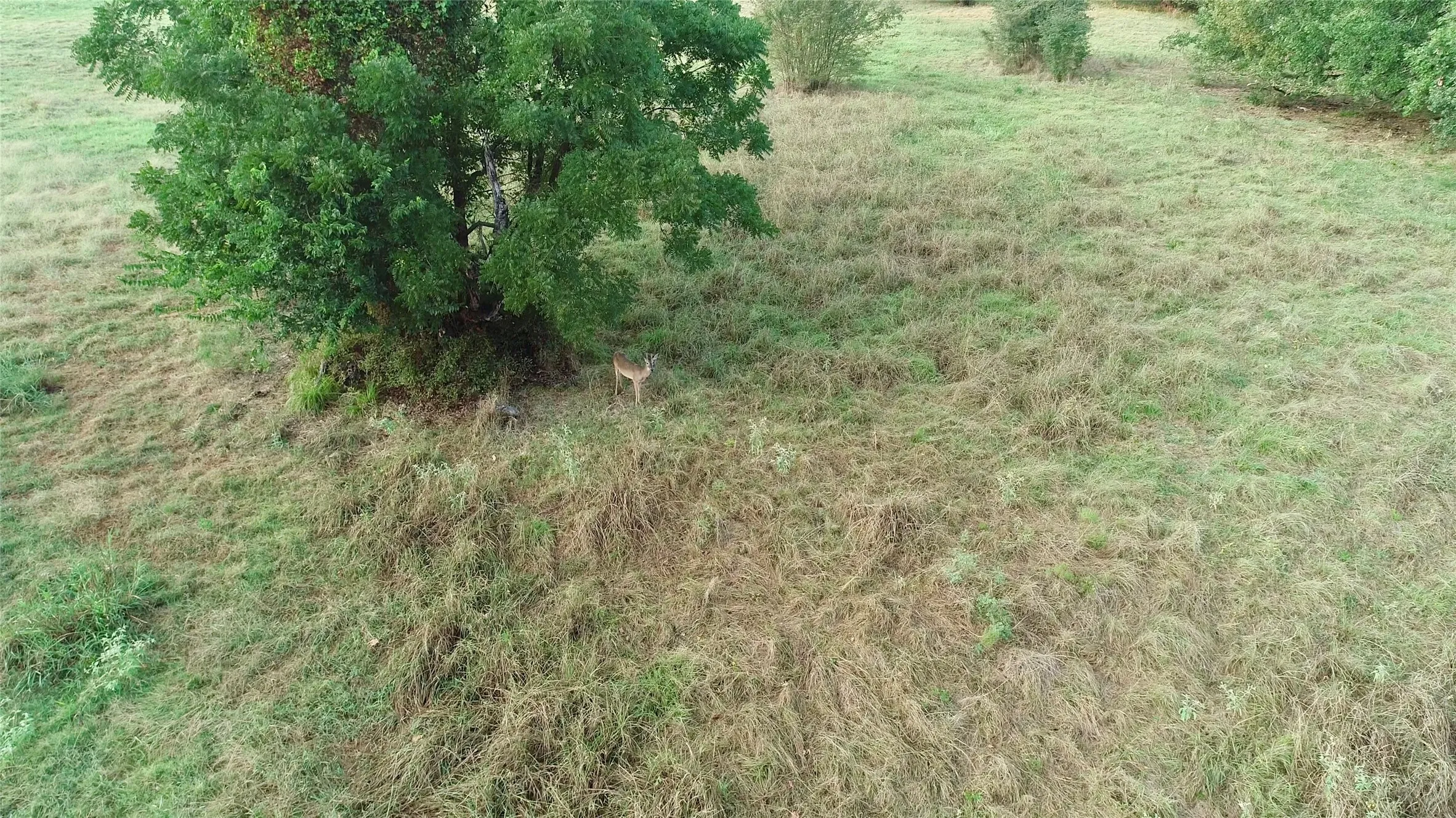 Ranch For Sale in Hunt County , 9097 County Road 2472, Royse City, Texas 75189, 0, 0, Garage spaces, 0 Sqft, built in 0, mls#21369107, Real Estate Agent in Royse City, Homes For Sale in Hunt county, Homes For Sale in Royse City, Realtor in Royse City Texas, Real Estate Brokerage Independent Realty Texas, Luminita Cordes Realtor