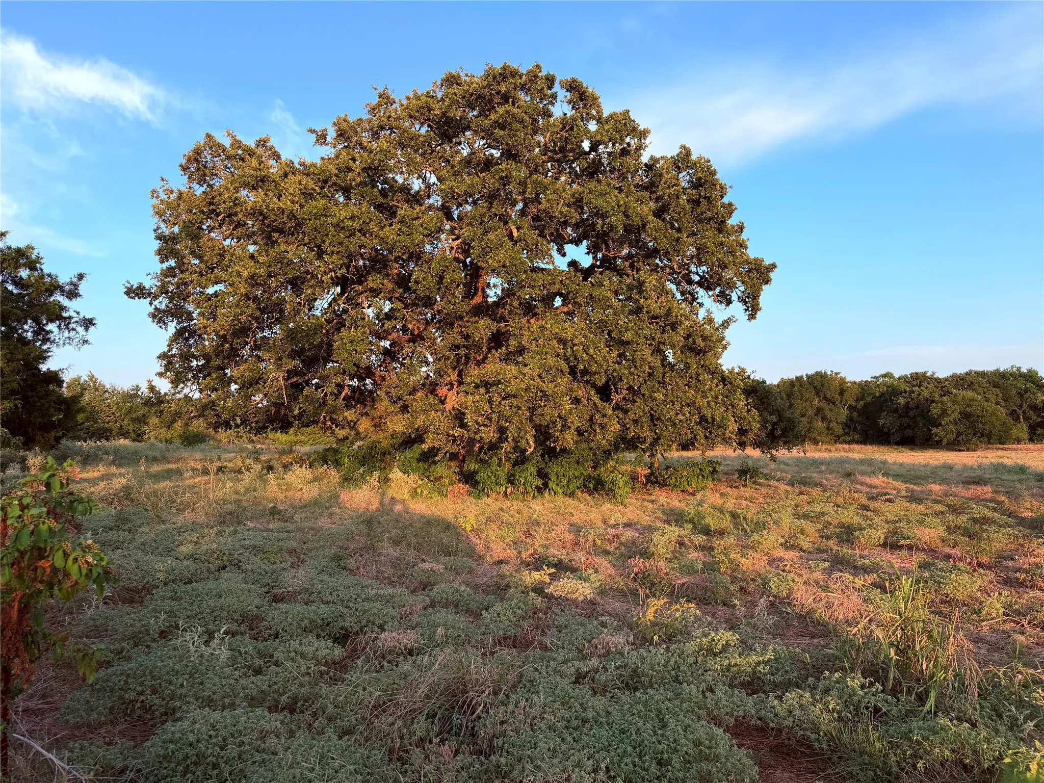 Ranch For Sale in Hunt County , 9097 County Road 2472, Royse City, Texas 75189, 0, 0, Garage spaces, 0 Sqft, built in 0, mls#21369107, Real Estate Agent in Royse City, Homes For Sale in Hunt county, Homes For Sale in Royse City, Realtor in Royse City Texas, Real Estate Brokerage Independent Realty Texas, Luminita Cordes Realtor