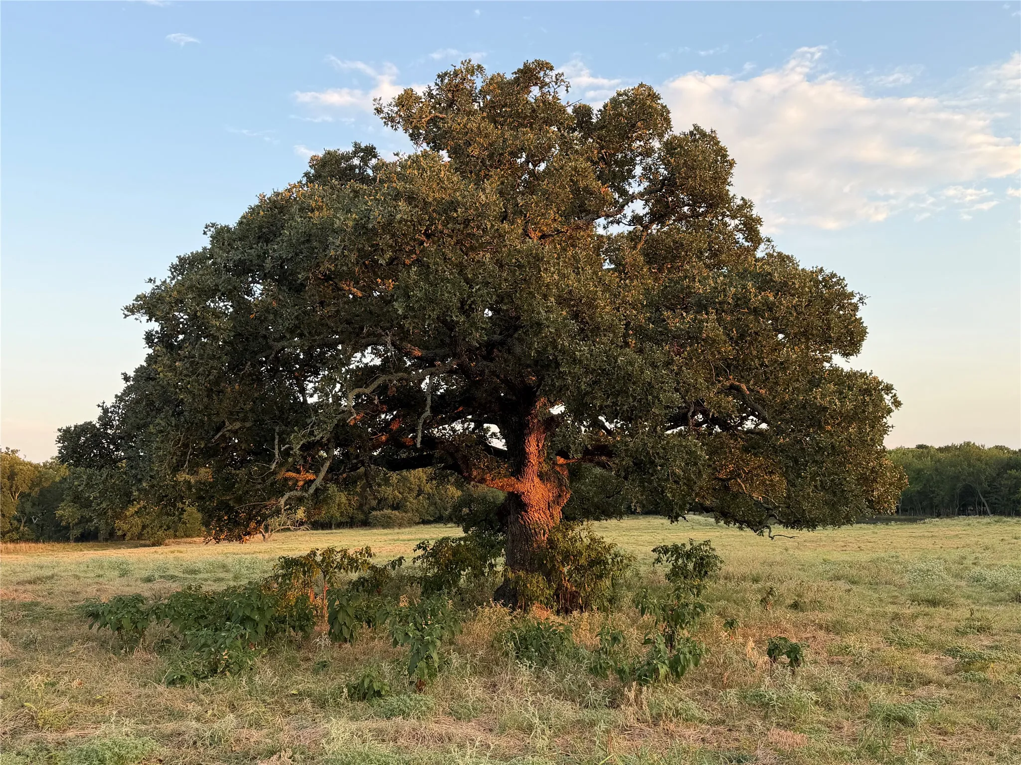 Ranch For Sale in Hunt County , 9097 County Road 2472, Royse City, Texas 75189, 0, 0, Garage spaces, 0 Sqft, built in 0, mls#21369107, Real Estate Agent in Royse City, Homes For Sale in Hunt county, Homes For Sale in Royse City, Realtor in Royse City Texas, Real Estate Brokerage Independent Realty Texas, Luminita Cordes Realtor
