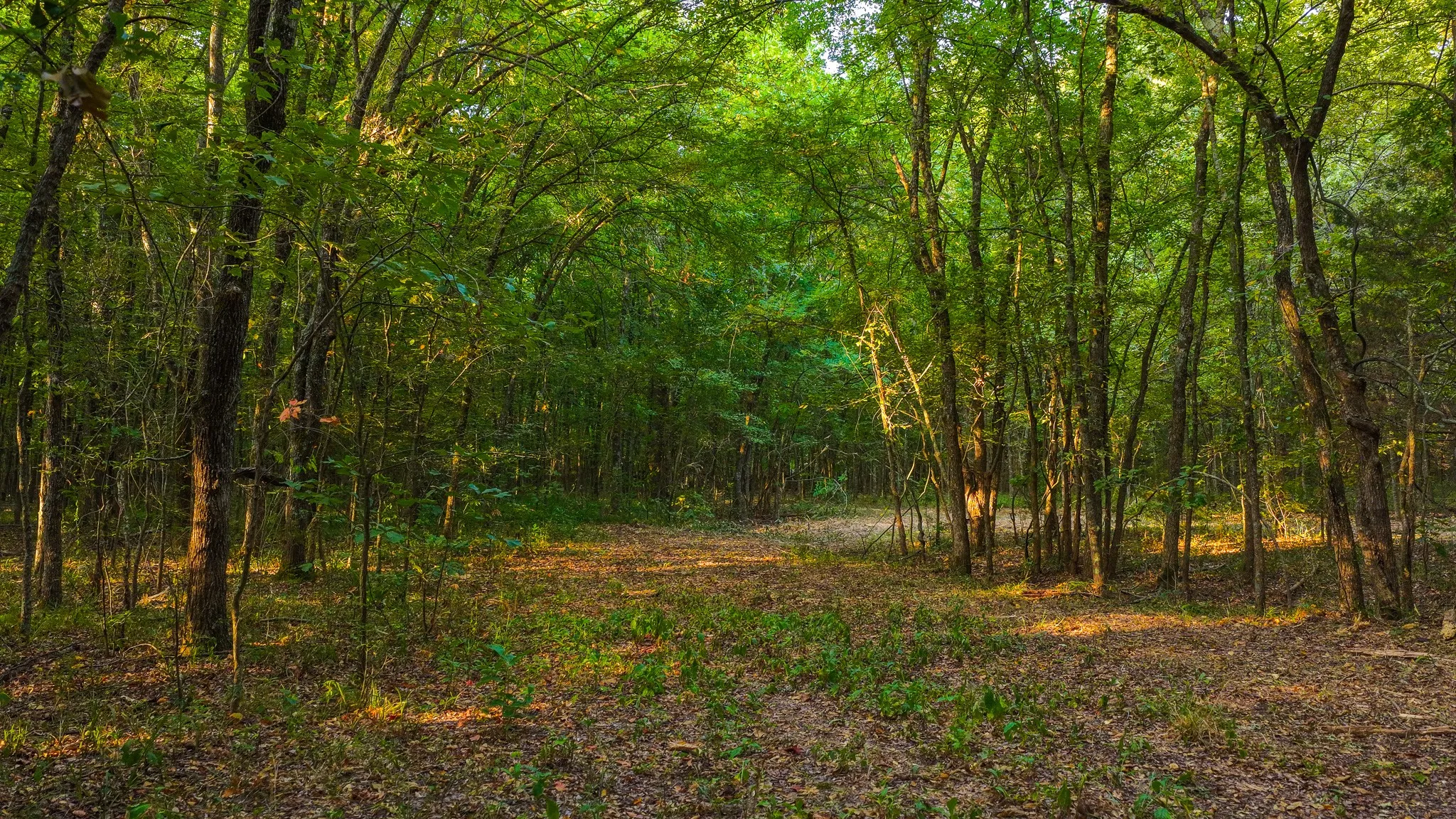 Ranch For Sale in Hopkins County , 230 COUNTY ROAD 2434, Sulphur Springs, Texas 75482, 0, 0, Garage spaces, 0 Sqft, built in 2011, mls#21368443, Real Estate Agent in Sulphur Springs, Homes For Sale in Hopkins county, Homes For Sale in Sulphur Springs, Realtor in Sulphur Springs Texas, Real Estate Brokerage Independent Realty Texas, Luminita Cordes Realtor