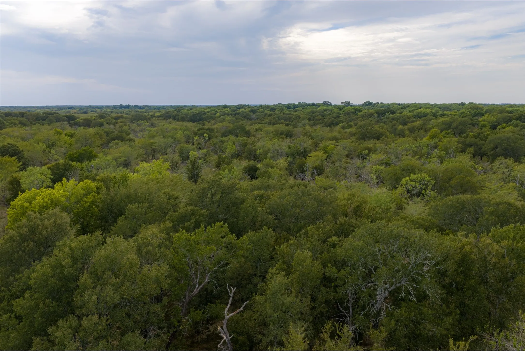 Unimproved Land For Sale in Van Zandt County , 0 CR 2623, Wills Point, Texas 75169, 0, 0, Garage spaces, 0 Sqft, built in 0, mls#21369324, Real Estate Agent in Wills Point, Homes For Sale in Van Zandt county, Homes For Sale in Wills Point, Realtor in Wills Point Texas, Real Estate Brokerage Independent Realty Texas, Luminita Cordes Realtor