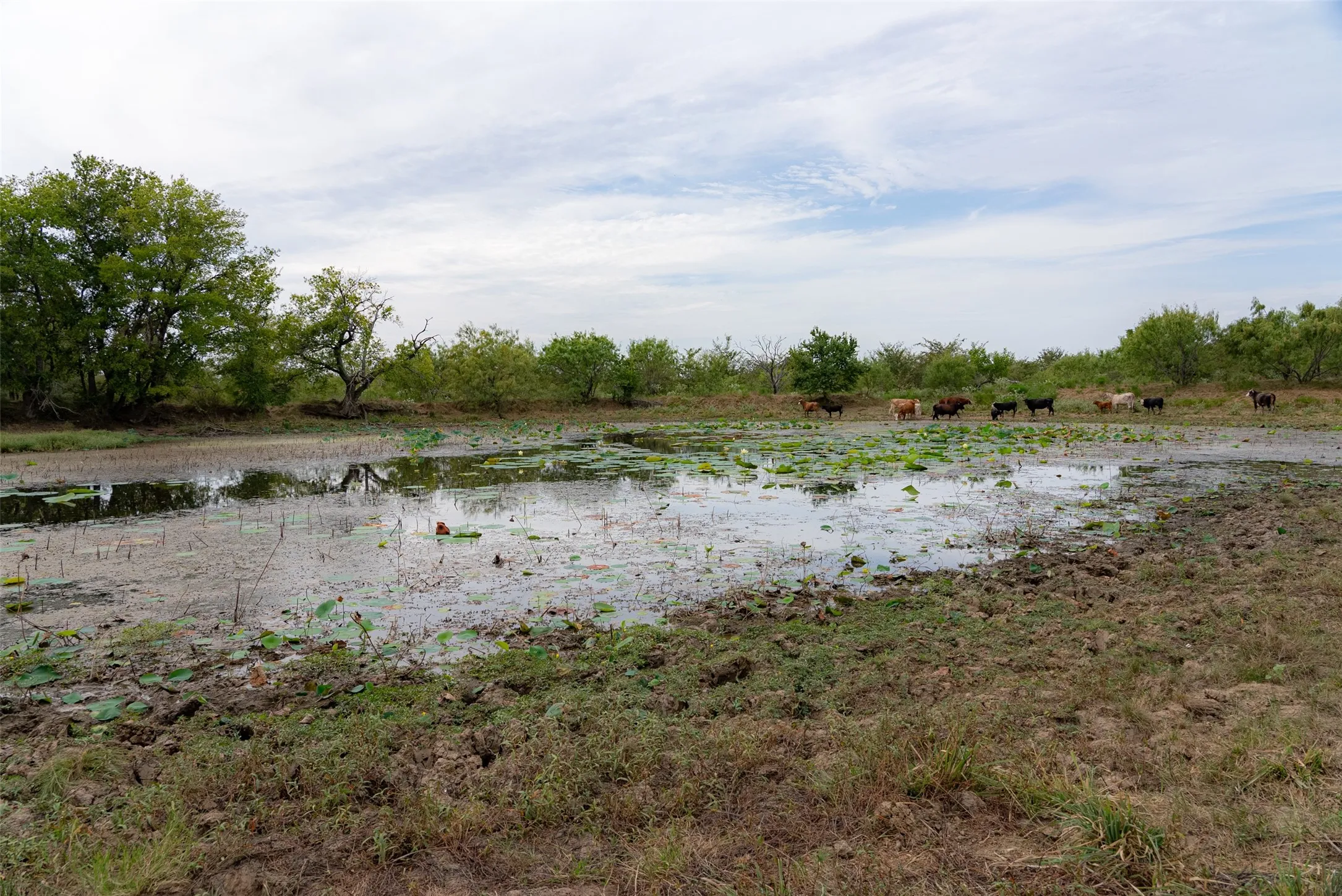 Unimproved Land For Sale in Van Zandt County , 0 CR 2623, Wills Point, Texas 75169, 0, 0, Garage spaces, 0 Sqft, built in 0, mls#21369324, Real Estate Agent in Wills Point, Homes For Sale in Van Zandt county, Homes For Sale in Wills Point, Realtor in Wills Point Texas, Real Estate Brokerage Independent Realty Texas, Luminita Cordes Realtor