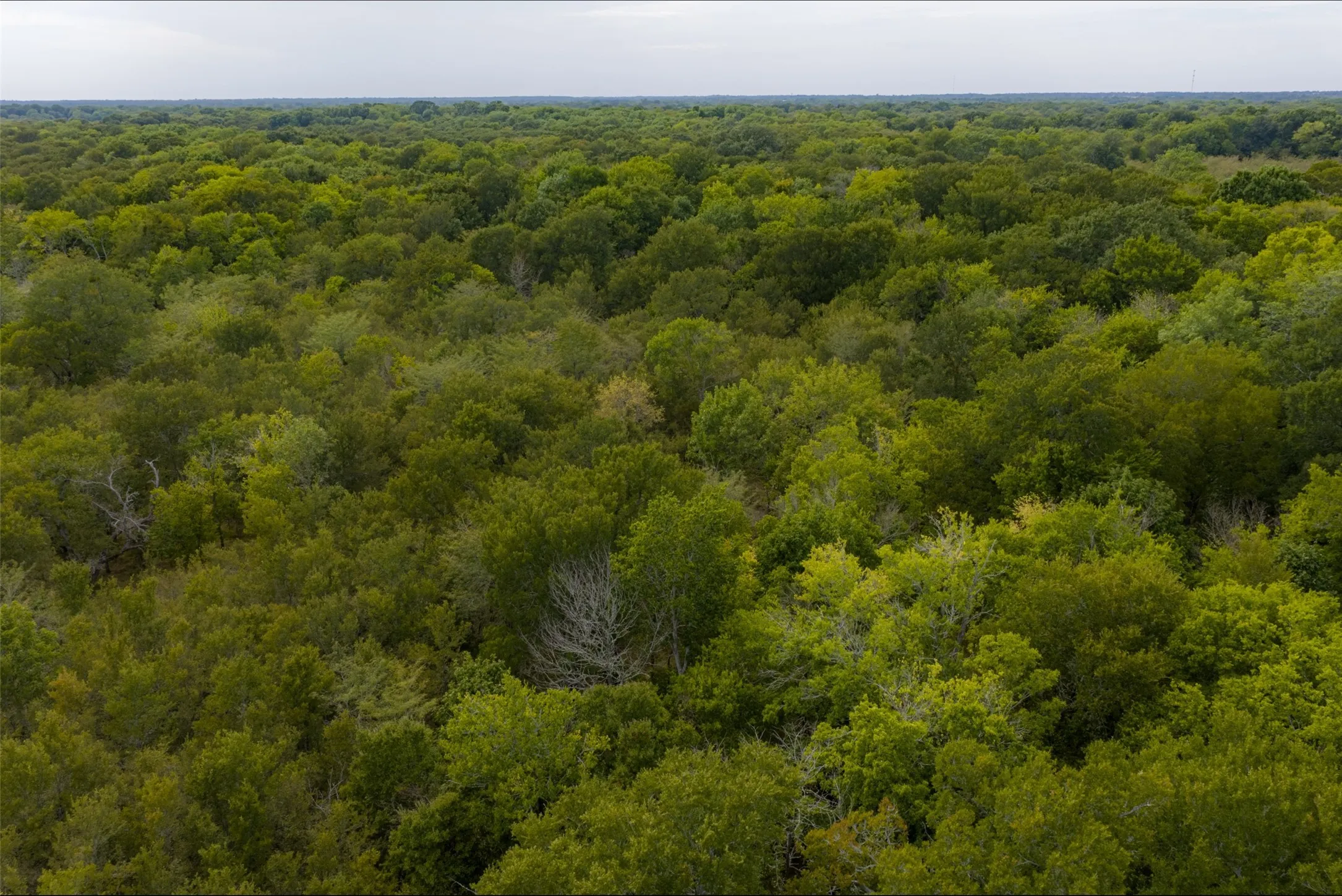 Unimproved Land For Sale in Van Zandt County , 0 CR 2623, Wills Point, Texas 75169, 0, 0, Garage spaces, 0 Sqft, built in 0, mls#21369324, Real Estate Agent in Wills Point, Homes For Sale in Van Zandt county, Homes For Sale in Wills Point, Realtor in Wills Point Texas, Real Estate Brokerage Independent Realty Texas, Luminita Cordes Realtor