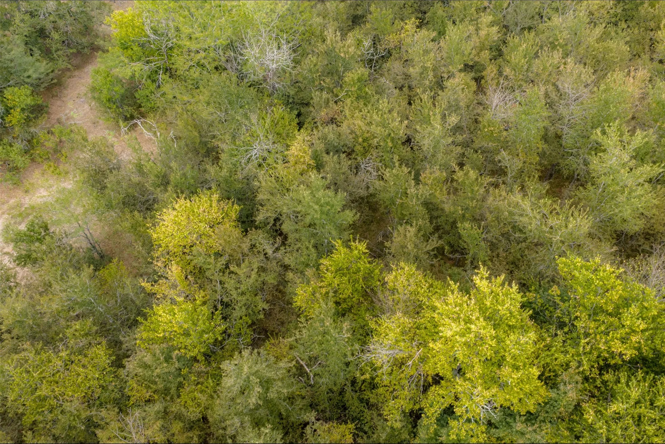 Unimproved Land For Sale in Van Zandt County , 0 CR 2623, Wills Point, Texas 75169, 0, 0, Garage spaces, 0 Sqft, built in 0, mls#21369324, Real Estate Agent in Wills Point, Homes For Sale in Van Zandt county, Homes For Sale in Wills Point, Realtor in Wills Point Texas, Real Estate Brokerage Independent Realty Texas, Luminita Cordes Realtor