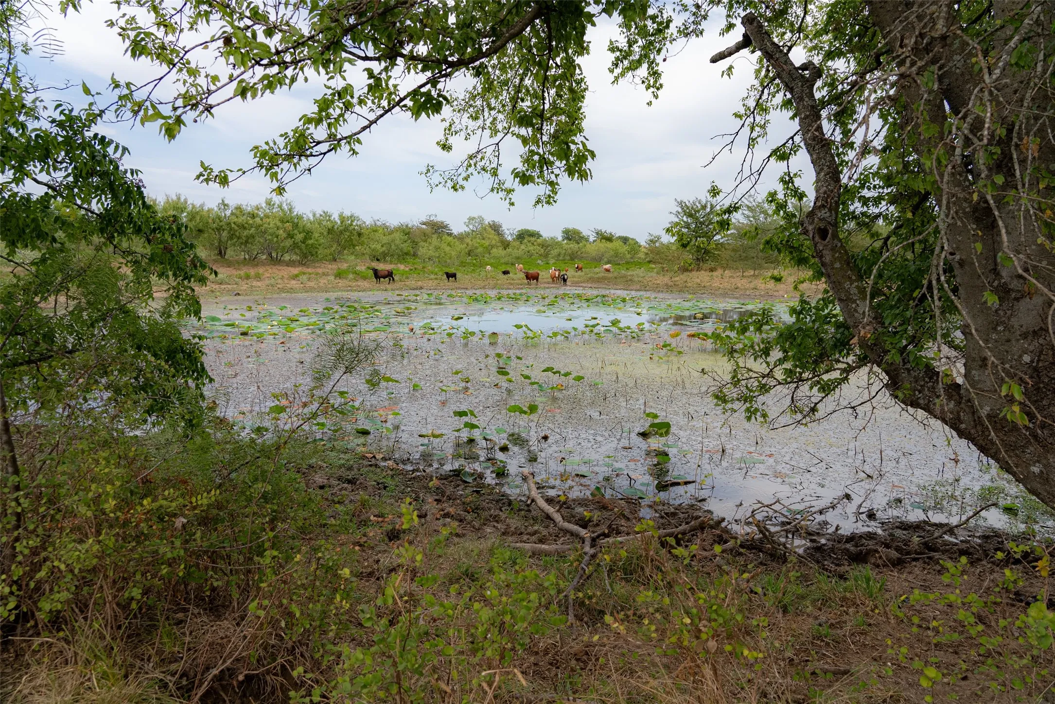 Unimproved Land For Sale in Van Zandt County , 0 CR 2623, Wills Point, Texas 75169, 0, 0, Garage spaces, 0 Sqft, built in 0, mls#21369324, Real Estate Agent in Wills Point, Homes For Sale in Van Zandt county, Homes For Sale in Wills Point, Realtor in Wills Point Texas, Real Estate Brokerage Independent Realty Texas, Luminita Cordes Realtor