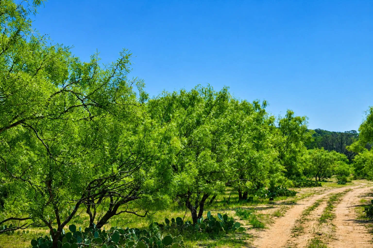 Ranch For Sale in Mc Culloch County , 8228 US HWY 377, Rochelle, Texas 76872, 0, 0, Garage spaces, 0 Sqft, built in 2022, mls#21369443, Real Estate Agent in Rochelle, Homes For Sale in Mc Culloch county, Homes For Sale in Rochelle, Realtor in Rochelle Texas, Real Estate Brokerage Independent Realty Texas, Luminita Cordes Realtor