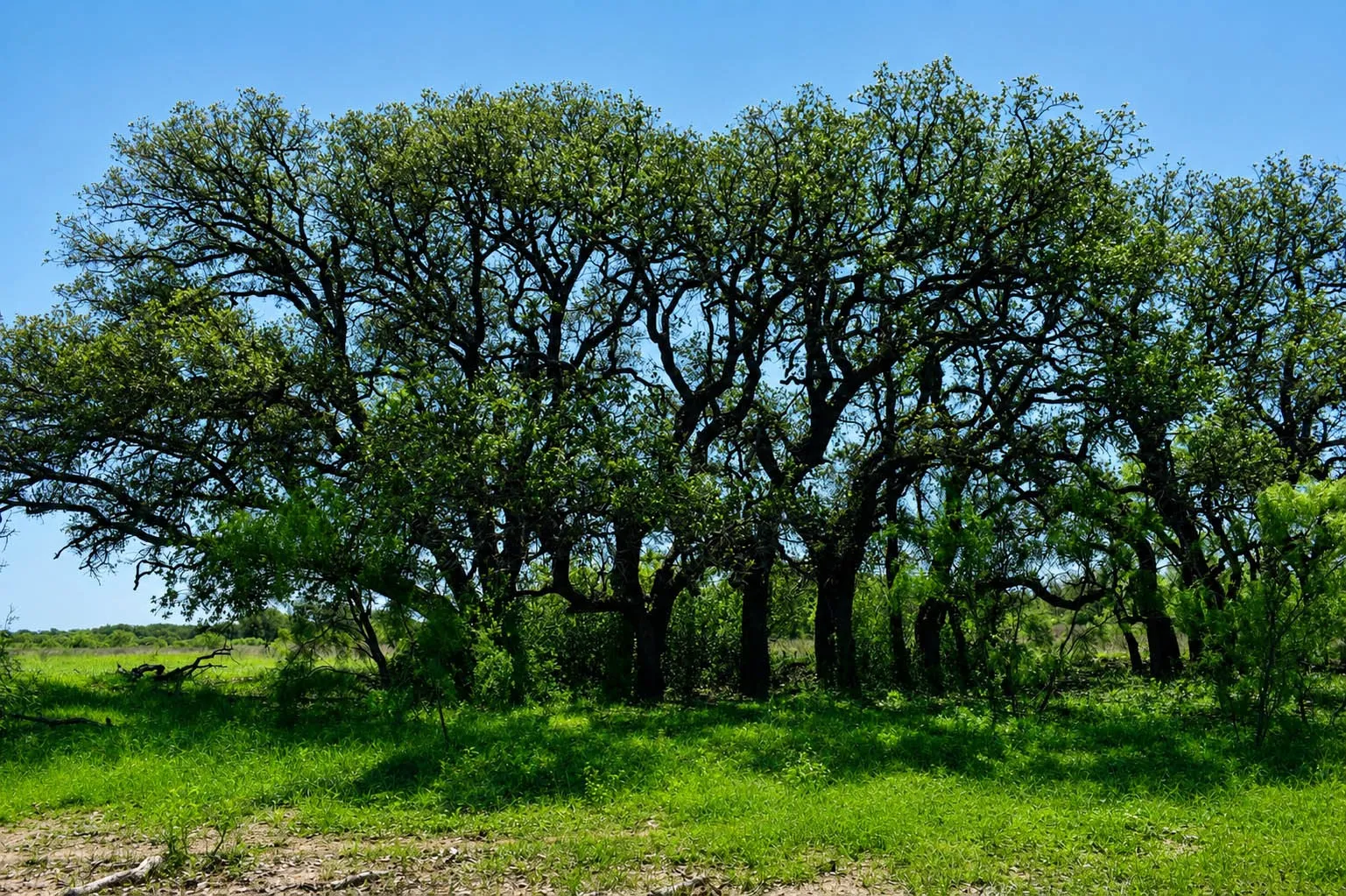 Ranch For Sale in Mc Culloch County , 8228 US HWY 377, Rochelle, Texas 76872, 0, 0, Garage spaces, 0 Sqft, built in 2022, mls#21369443, Real Estate Agent in Rochelle, Homes For Sale in Mc Culloch county, Homes For Sale in Rochelle, Realtor in Rochelle Texas, Real Estate Brokerage Independent Realty Texas, Luminita Cordes Realtor