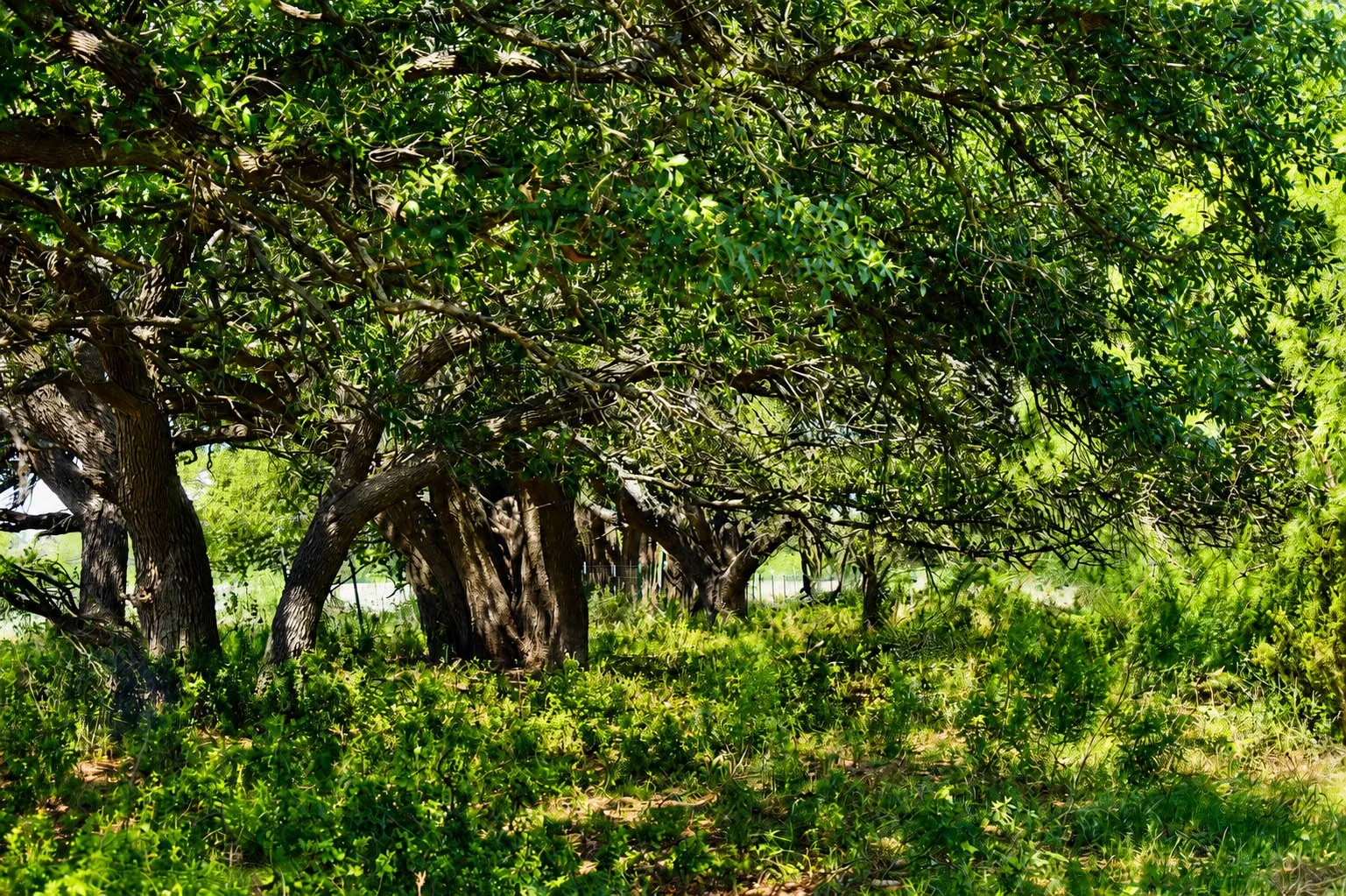 Ranch For Sale in Mc Culloch County , 8228 US HWY 377, Rochelle, Texas 76872, 0, 0, Garage spaces, 0 Sqft, built in 2022, mls#21369443, Real Estate Agent in Rochelle, Homes For Sale in Mc Culloch county, Homes For Sale in Rochelle, Realtor in Rochelle Texas, Real Estate Brokerage Independent Realty Texas, Luminita Cordes Realtor