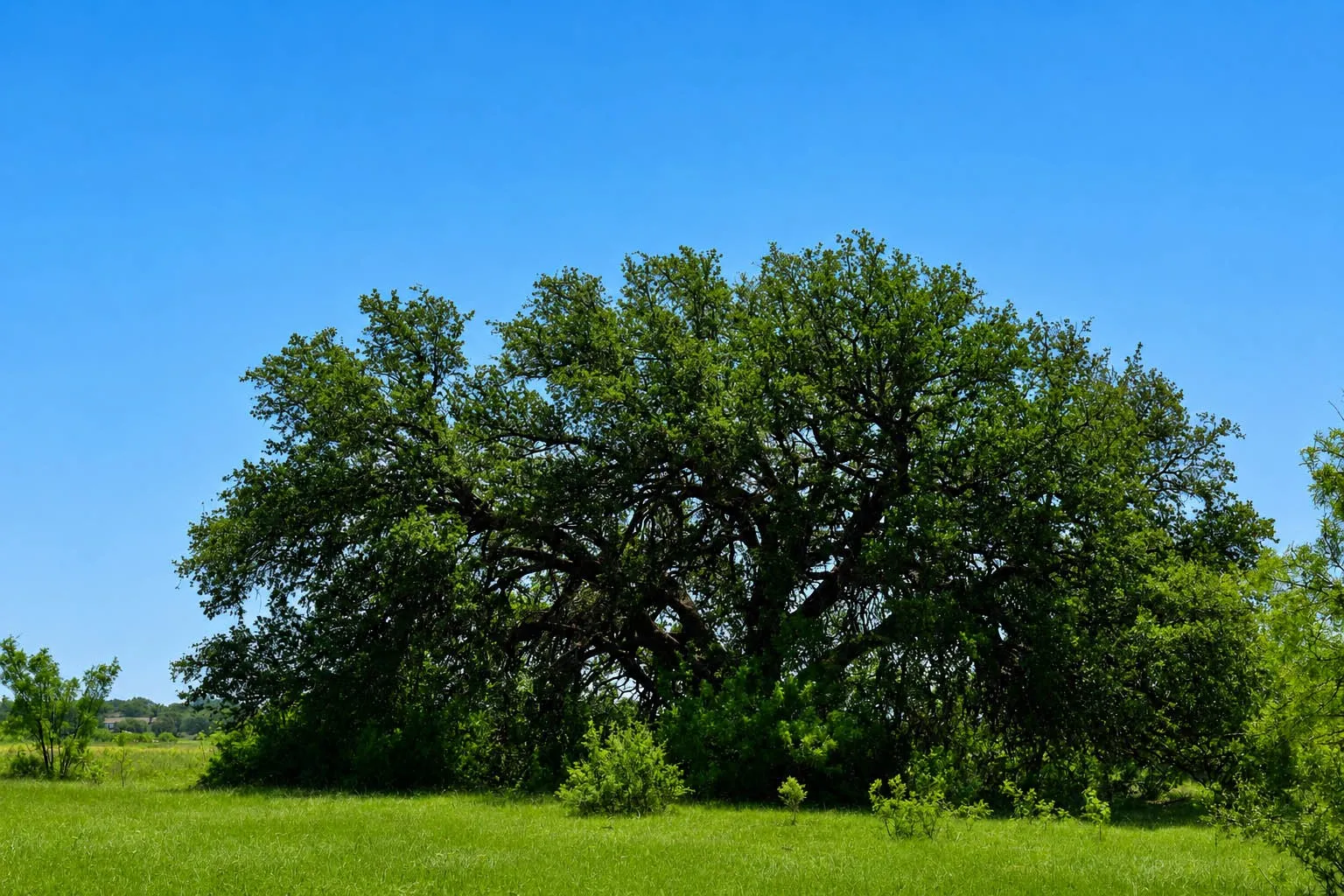 Ranch For Sale in Mc Culloch County , 8228 US HWY 377, Rochelle, Texas 76872, 0, 0, Garage spaces, 0 Sqft, built in 2022, mls#21369443, Real Estate Agent in Rochelle, Homes For Sale in Mc Culloch county, Homes For Sale in Rochelle, Realtor in Rochelle Texas, Real Estate Brokerage Independent Realty Texas, Luminita Cordes Realtor