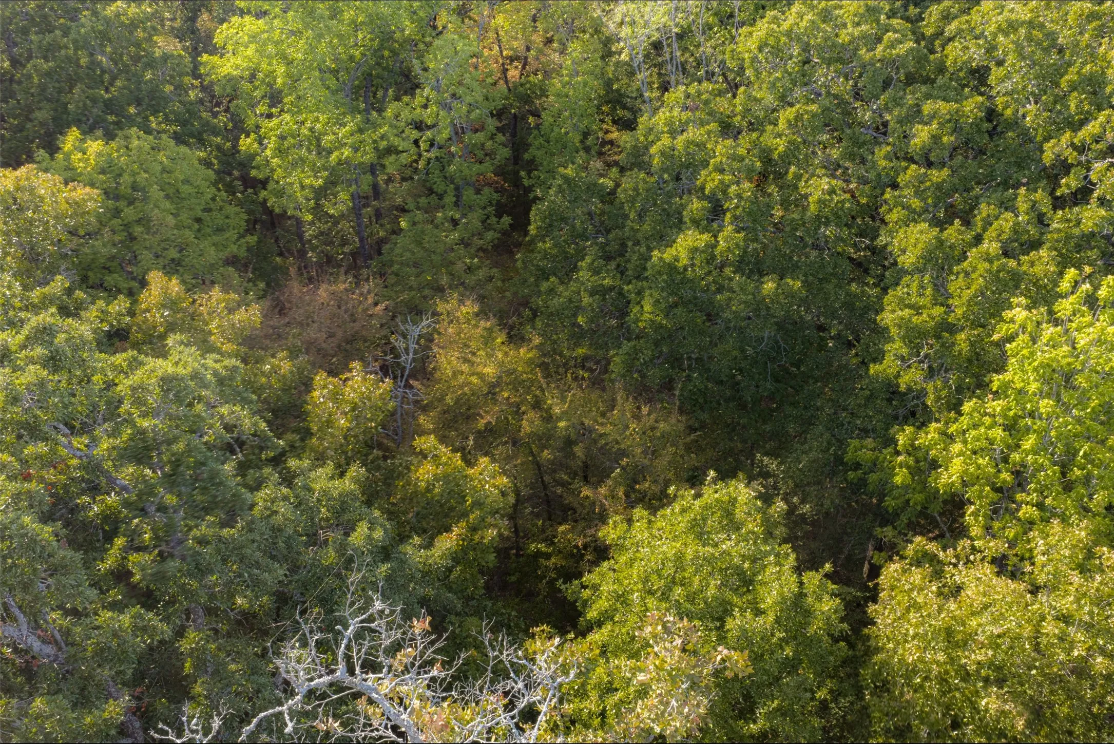 Unimproved Land For Sale in Navarro County , 0 CR 4200, Kerens, Texas 75144, 0, 0, Garage spaces, 0 Sqft, built in 0, mls#21369554, Real Estate Agent in Kerens, Homes For Sale in Navarro county, Homes For Sale in Kerens, Realtor in Kerens Texas, Real Estate Brokerage Independent Realty Texas, Luminita Cordes Realtor