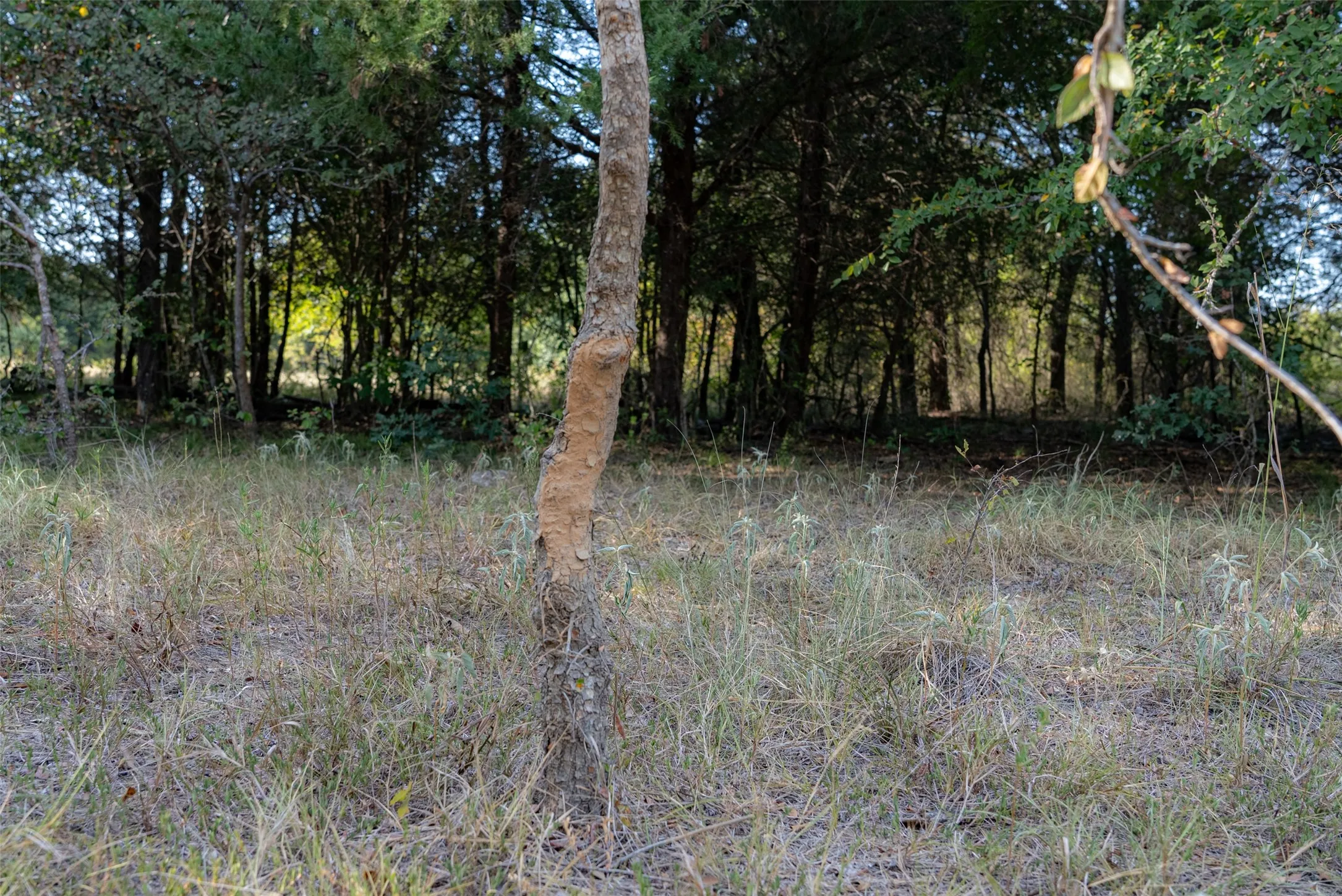 Unimproved Land For Sale in Navarro County , 0 CR 4200, Kerens, Texas 75144, 0, 0, Garage spaces, 0 Sqft, built in 0, mls#21369554, Real Estate Agent in Kerens, Homes For Sale in Navarro county, Homes For Sale in Kerens, Realtor in Kerens Texas, Real Estate Brokerage Independent Realty Texas, Luminita Cordes Realtor