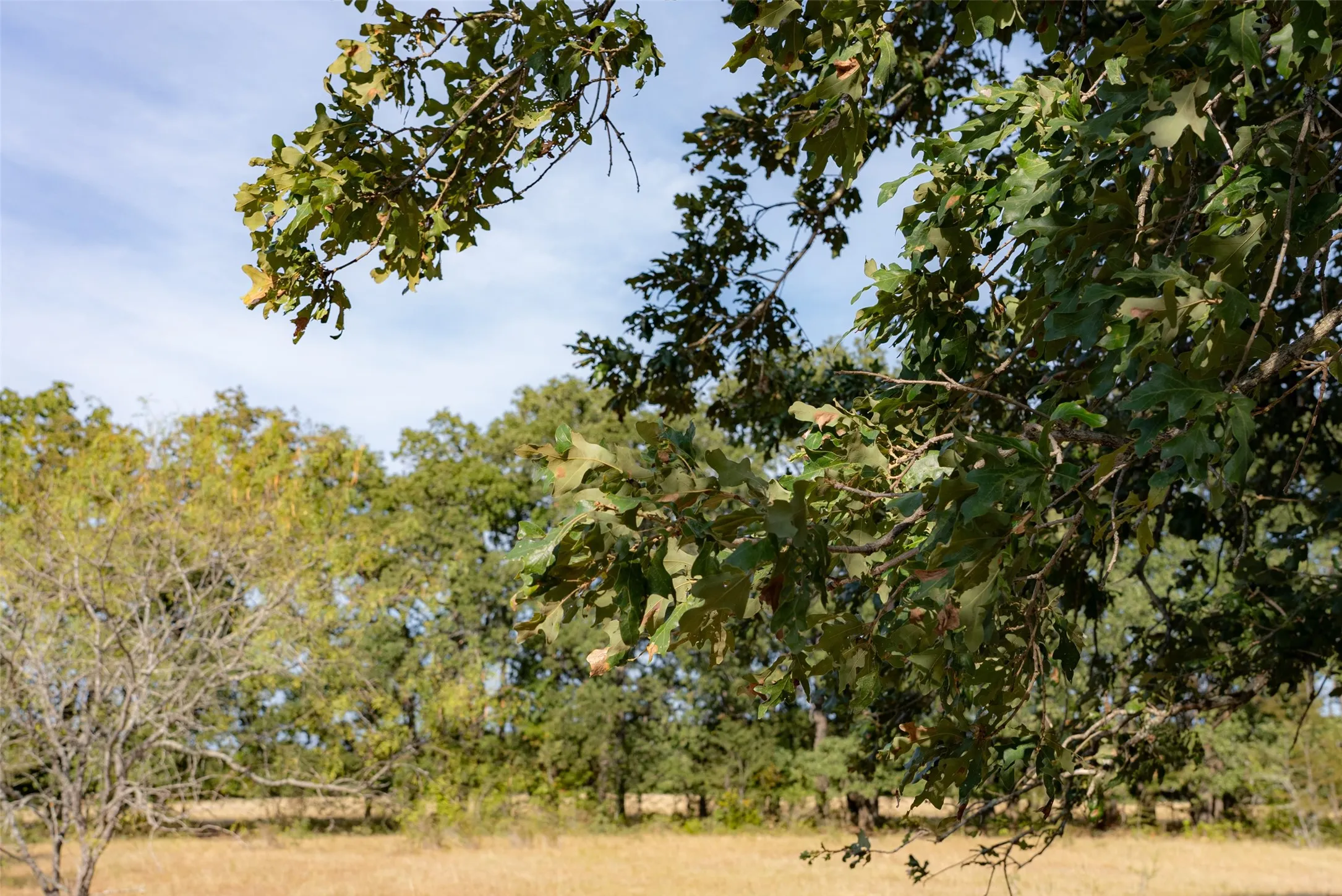 Unimproved Land For Sale in Navarro County , 0 CR 4200, Kerens, Texas 75144, 0, 0, Garage spaces, 0 Sqft, built in 0, mls#21369554, Real Estate Agent in Kerens, Homes For Sale in Navarro county, Homes For Sale in Kerens, Realtor in Kerens Texas, Real Estate Brokerage Independent Realty Texas, Luminita Cordes Realtor
