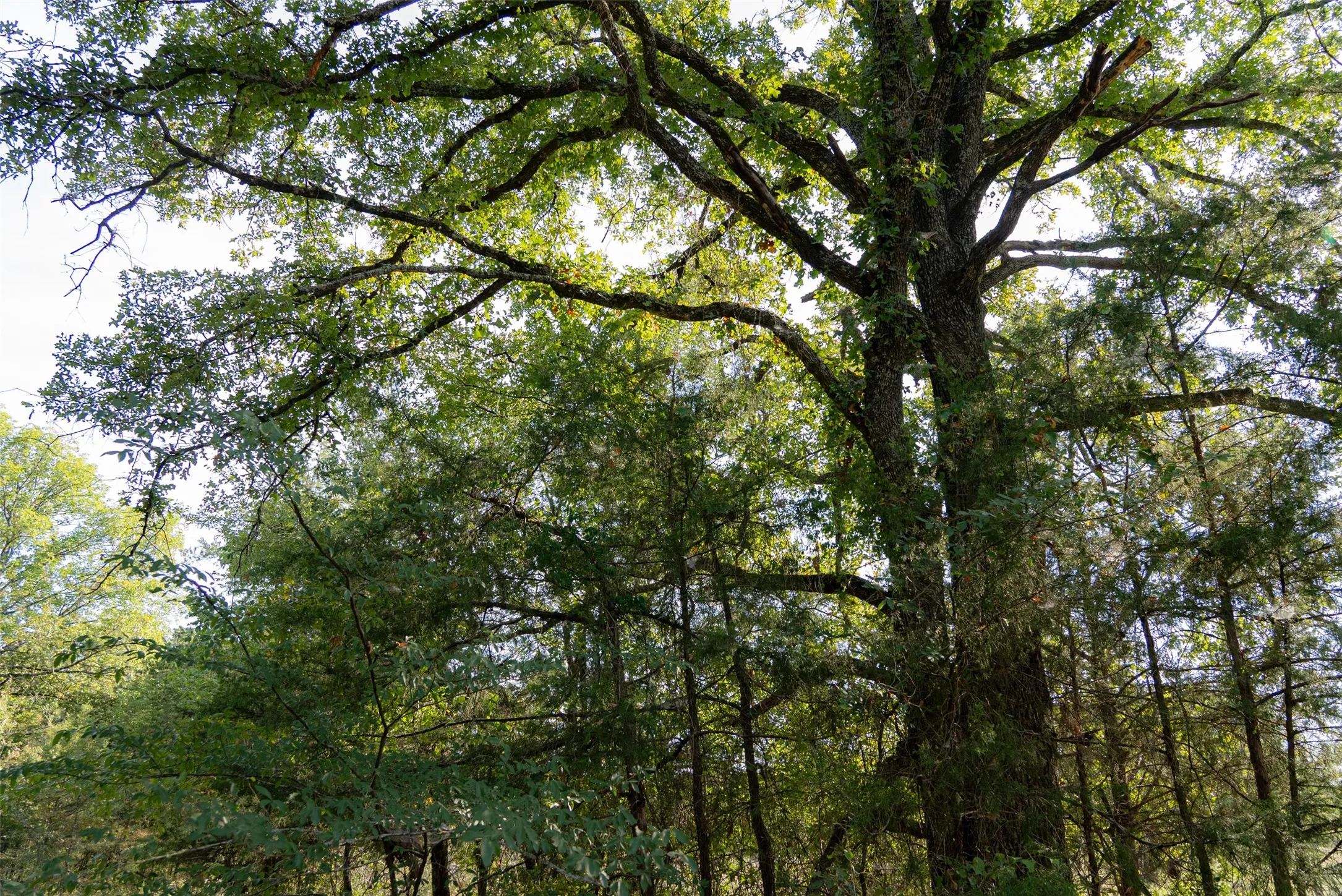 Unimproved Land For Sale in Navarro County , 0 CR 4200, Kerens, Texas 75144, 0, 0, Garage spaces, 0 Sqft, built in 0, mls#21369554, Real Estate Agent in Kerens, Homes For Sale in Navarro county, Homes For Sale in Kerens, Realtor in Kerens Texas, Real Estate Brokerage Independent Realty Texas, Luminita Cordes Realtor