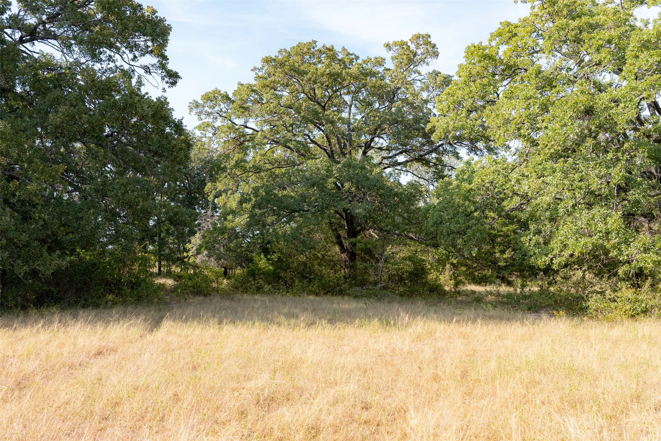 Unimproved Land For Sale in Navarro County , 0 CR 4200, Kerens, Texas 75144, 0, 0, Garage spaces, 0 Sqft, built in 0, mls#21369554, Real Estate Agent in Kerens, Homes For Sale in Navarro county, Homes For Sale in Kerens, Realtor in Kerens Texas, Real Estate Brokerage Independent Realty Texas, Luminita Cordes Realtor