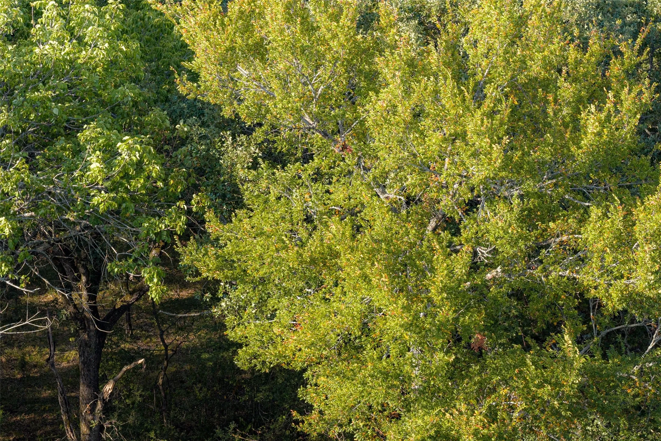 Unimproved Land For Sale in Navarro County , 0 CR 4200, Kerens, Texas 75144, 0, 0, Garage spaces, 0 Sqft, built in 0, mls#21369554, Real Estate Agent in Kerens, Homes For Sale in Navarro county, Homes For Sale in Kerens, Realtor in Kerens Texas, Real Estate Brokerage Independent Realty Texas, Luminita Cordes Realtor