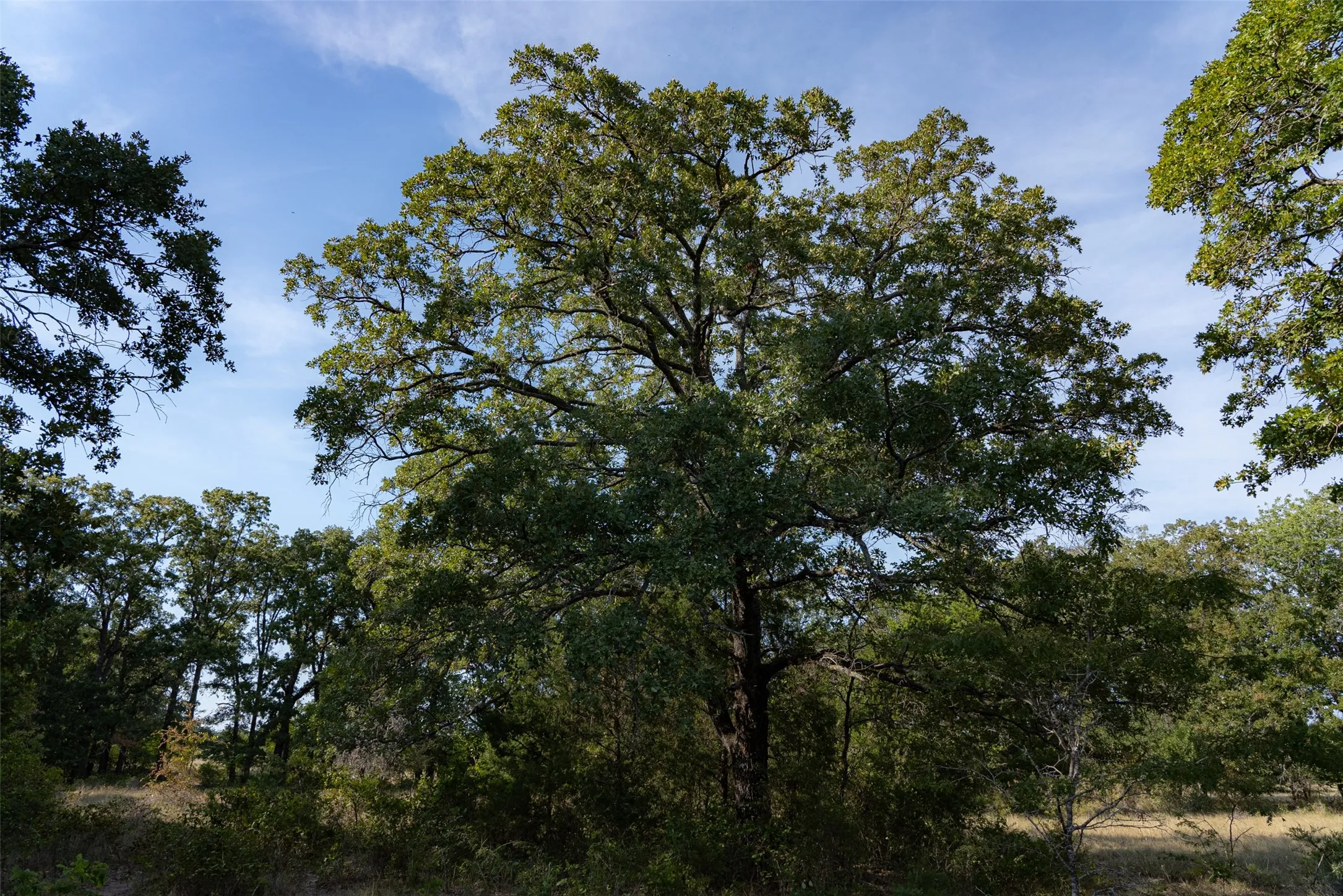 Unimproved Land For Sale in Navarro County , 0 CR 4200, Kerens, Texas 75144, 0, 0, Garage spaces, 0 Sqft, built in 0, mls#21369554, Real Estate Agent in Kerens, Homes For Sale in Navarro county, Homes For Sale in Kerens, Realtor in Kerens Texas, Real Estate Brokerage Independent Realty Texas, Luminita Cordes Realtor