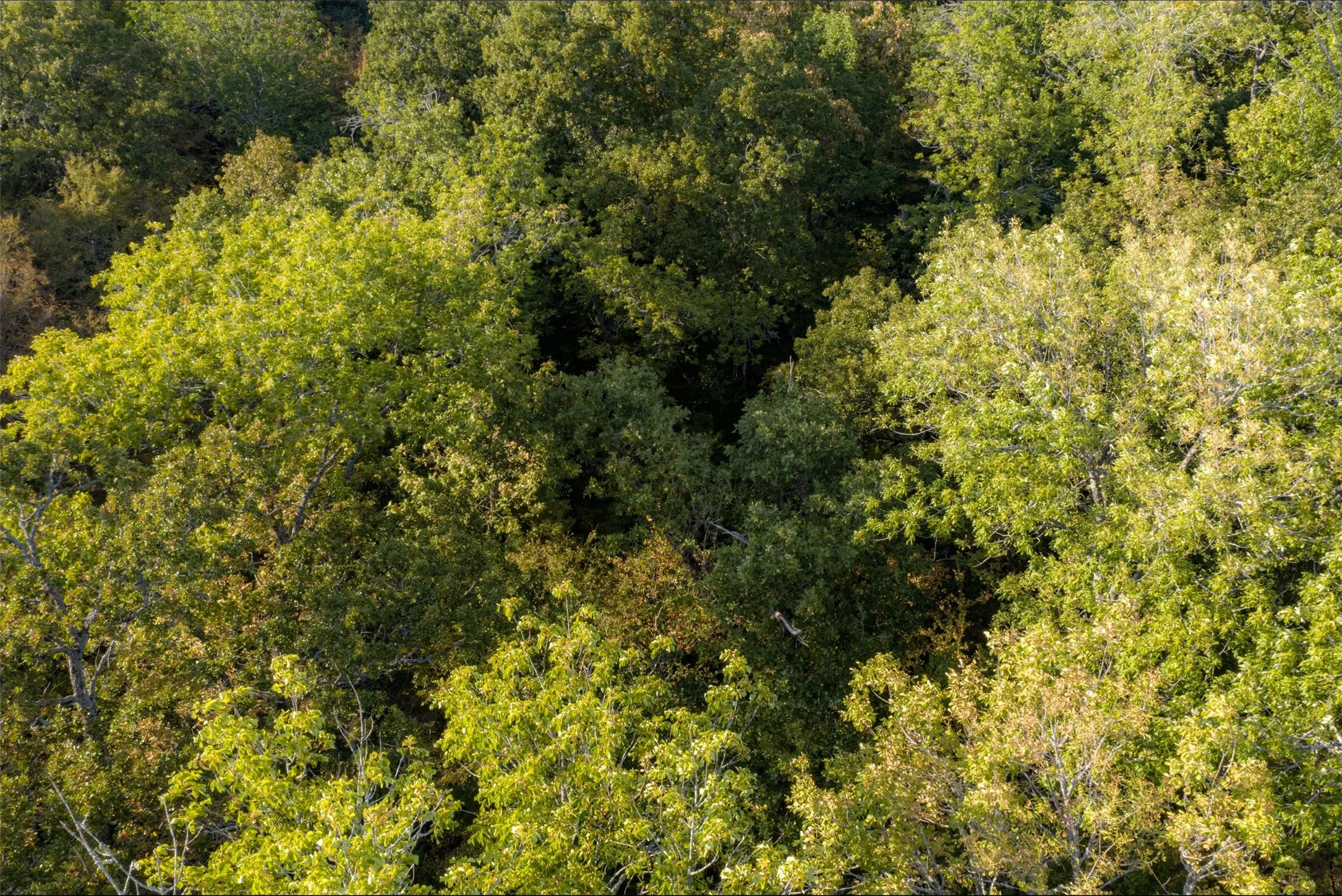 Unimproved Land For Sale in Navarro County , 0 CR 4200, Kerens, Texas 75144, 0, 0, Garage spaces, 0 Sqft, built in 0, mls#21369554, Real Estate Agent in Kerens, Homes For Sale in Navarro county, Homes For Sale in Kerens, Realtor in Kerens Texas, Real Estate Brokerage Independent Realty Texas, Luminita Cordes Realtor