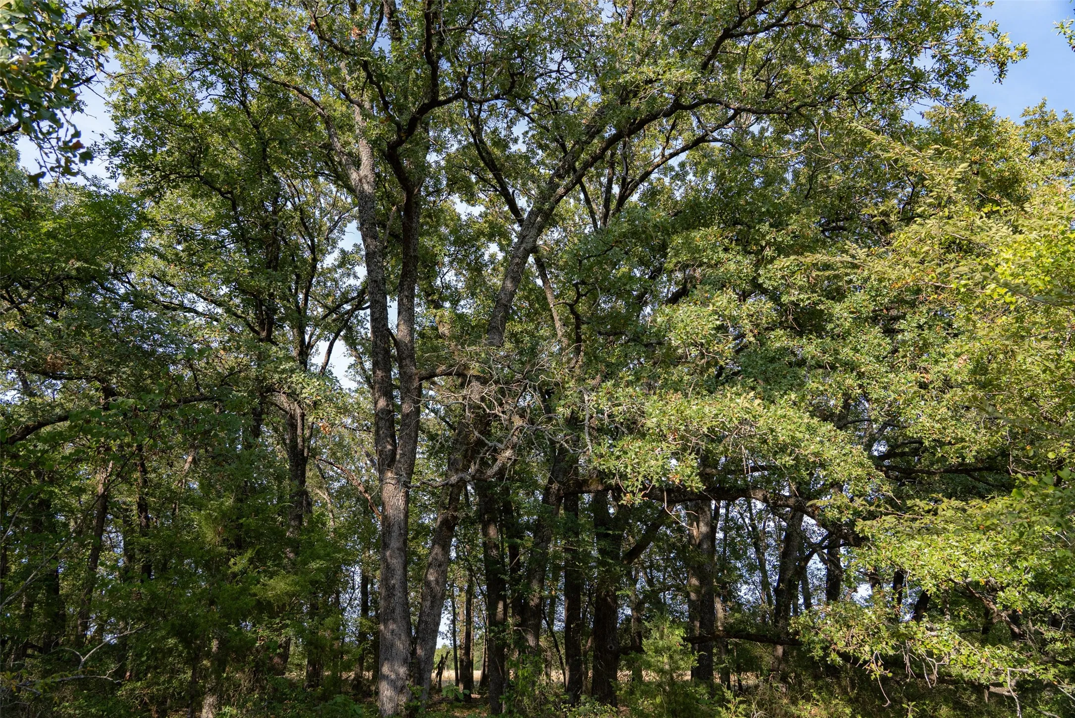Unimproved Land For Sale in Navarro County , 0 CR 4200, Kerens, Texas 75144, 0, 0, Garage spaces, 0 Sqft, built in 0, mls#21369554, Real Estate Agent in Kerens, Homes For Sale in Navarro county, Homes For Sale in Kerens, Realtor in Kerens Texas, Real Estate Brokerage Independent Realty Texas, Luminita Cordes Realtor