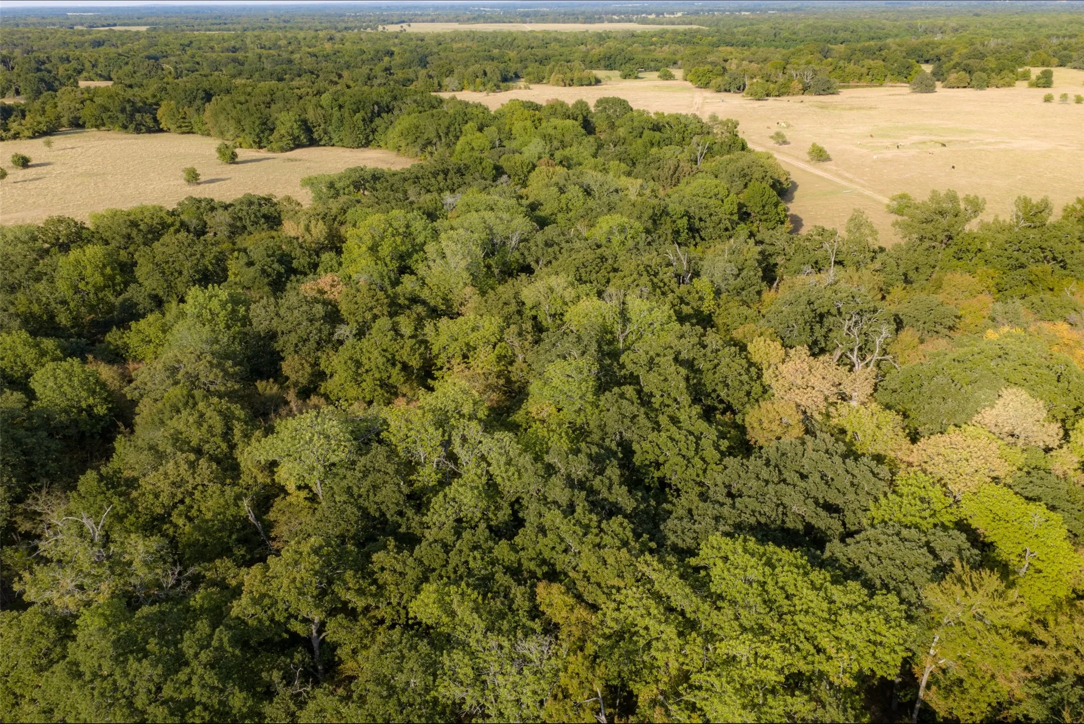 Unimproved Land For Sale in Navarro County , 0 CR 4200, Kerens, Texas 75144, 0, 0, Garage spaces, 0 Sqft, built in 0, mls#21369554, Real Estate Agent in Kerens, Homes For Sale in Navarro county, Homes For Sale in Kerens, Realtor in Kerens Texas, Real Estate Brokerage Independent Realty Texas, Luminita Cordes Realtor