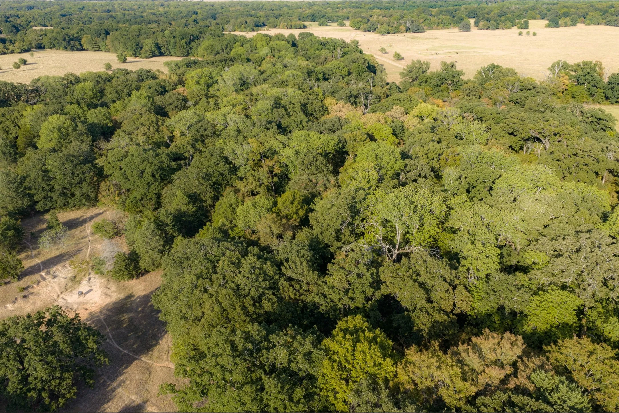 Unimproved Land For Sale in Navarro County , 0 CR 4200, Kerens, Texas 75144, 0, 0, Garage spaces, 0 Sqft, built in 0, mls#21369554, Real Estate Agent in Kerens, Homes For Sale in Navarro county, Homes For Sale in Kerens, Realtor in Kerens Texas, Real Estate Brokerage Independent Realty Texas, Luminita Cordes Realtor