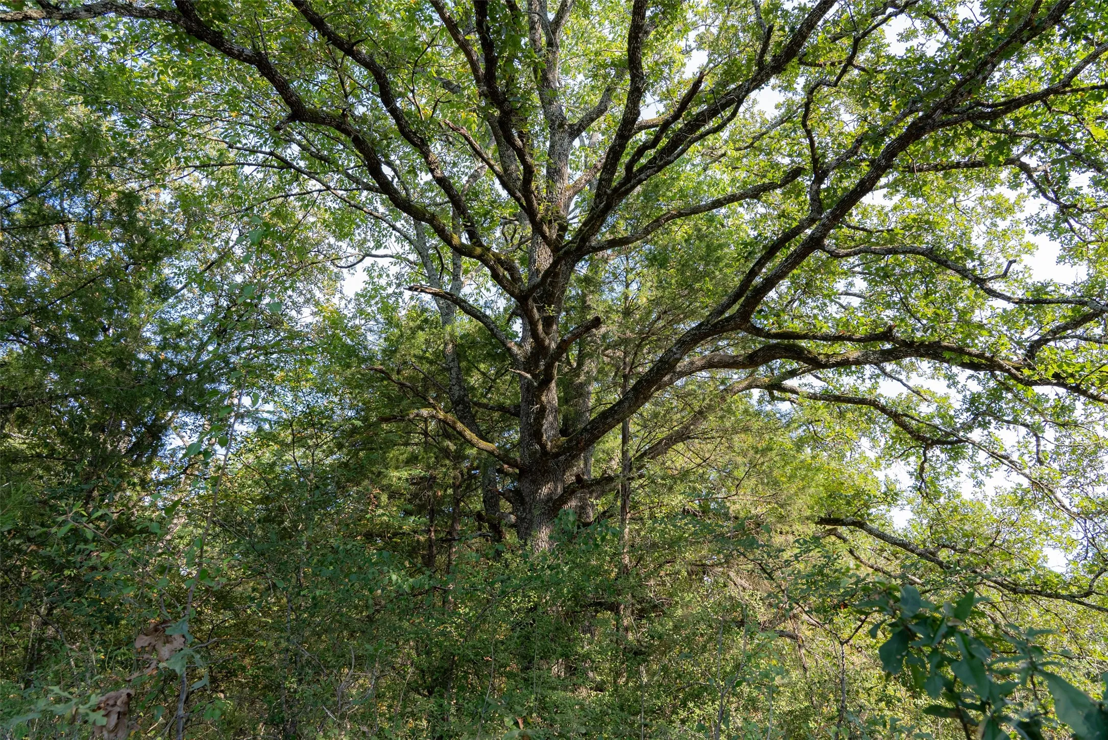 Unimproved Land For Sale in Navarro County , 0 CR 4200, Kerens, Texas 75144, 0, 0, Garage spaces, 0 Sqft, built in 0, mls#21369554, Real Estate Agent in Kerens, Homes For Sale in Navarro county, Homes For Sale in Kerens, Realtor in Kerens Texas, Real Estate Brokerage Independent Realty Texas, Luminita Cordes Realtor