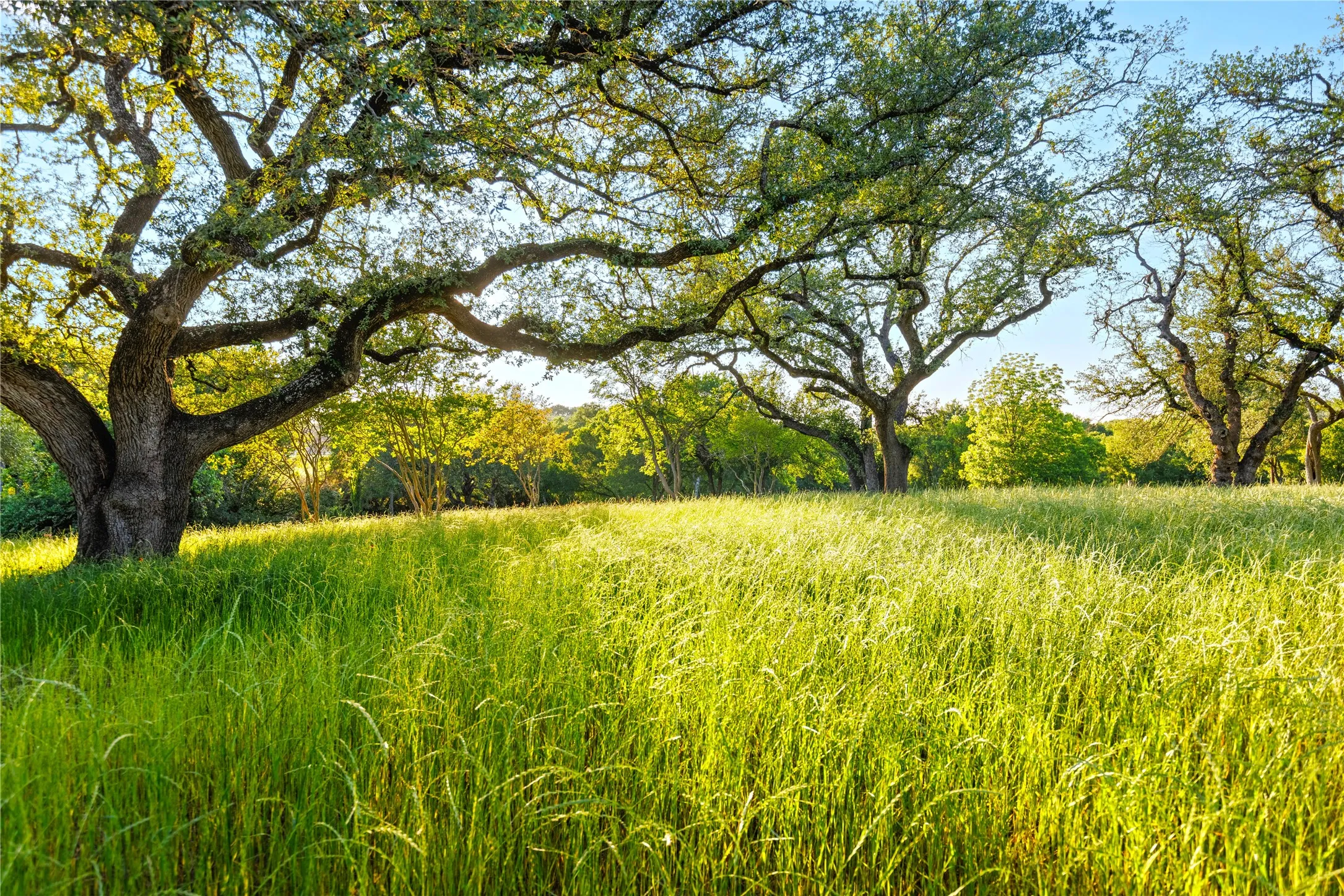 Improved Land For Sale in Mc Lennan County , 962 Oak and Clover Ridge, Waco, Texas 76657, 0, 0, Garage spaces, 0 Sqft, built in 0, mls#21369558, Real Estate Agent in Waco, Homes For Sale in Mc Lennan county, Homes For Sale in Waco, Realtor in Waco Texas, Real Estate Brokerage Independent Realty Texas, Luminita Cordes Realtor