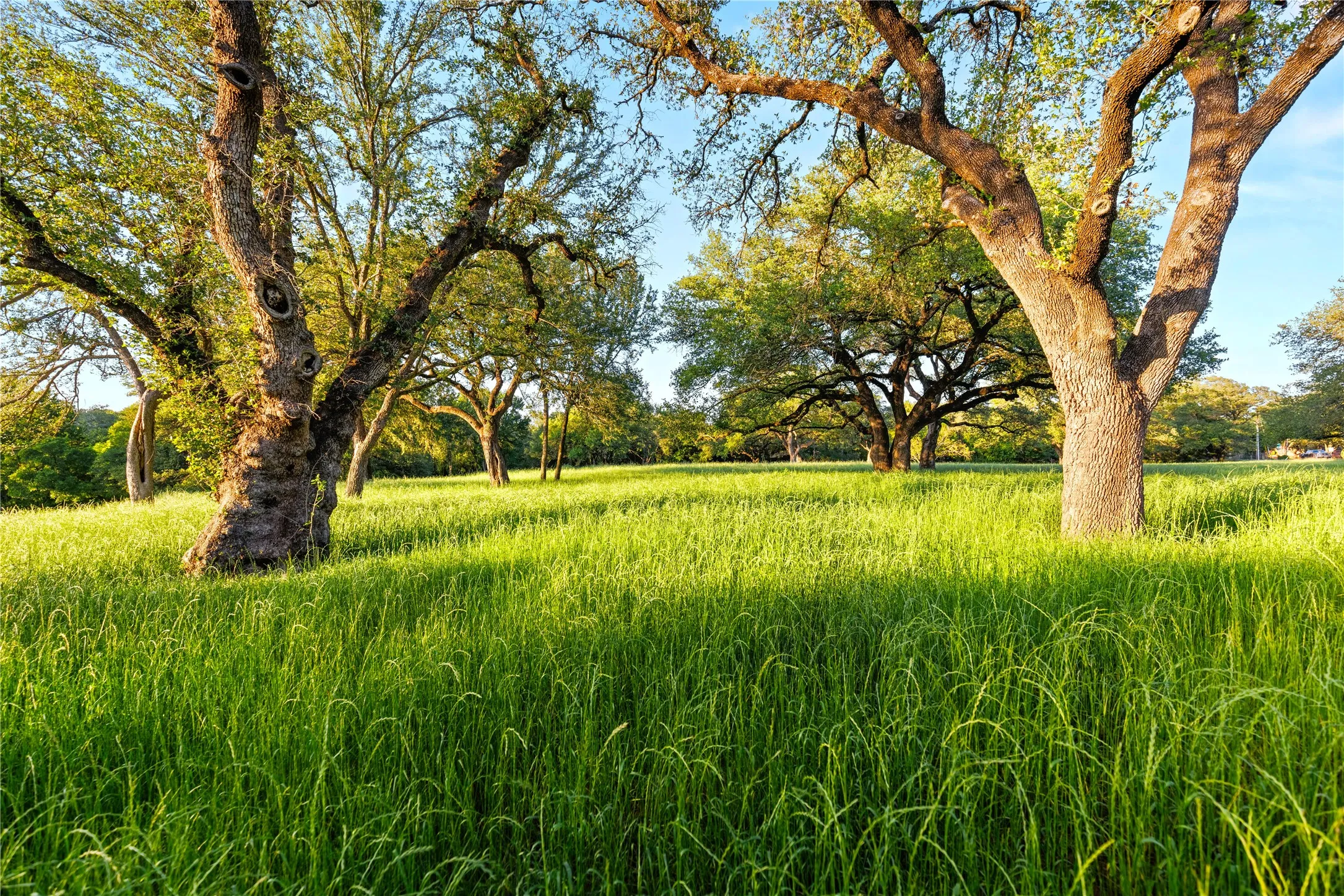 Improved Land For Sale in Mc Lennan County , 962 Oak and Clover Ridge, Waco, Texas 76657, 0, 0, Garage spaces, 0 Sqft, built in 0, mls#21369558, Real Estate Agent in Waco, Homes For Sale in Mc Lennan county, Homes For Sale in Waco, Realtor in Waco Texas, Real Estate Brokerage Independent Realty Texas, Luminita Cordes Realtor