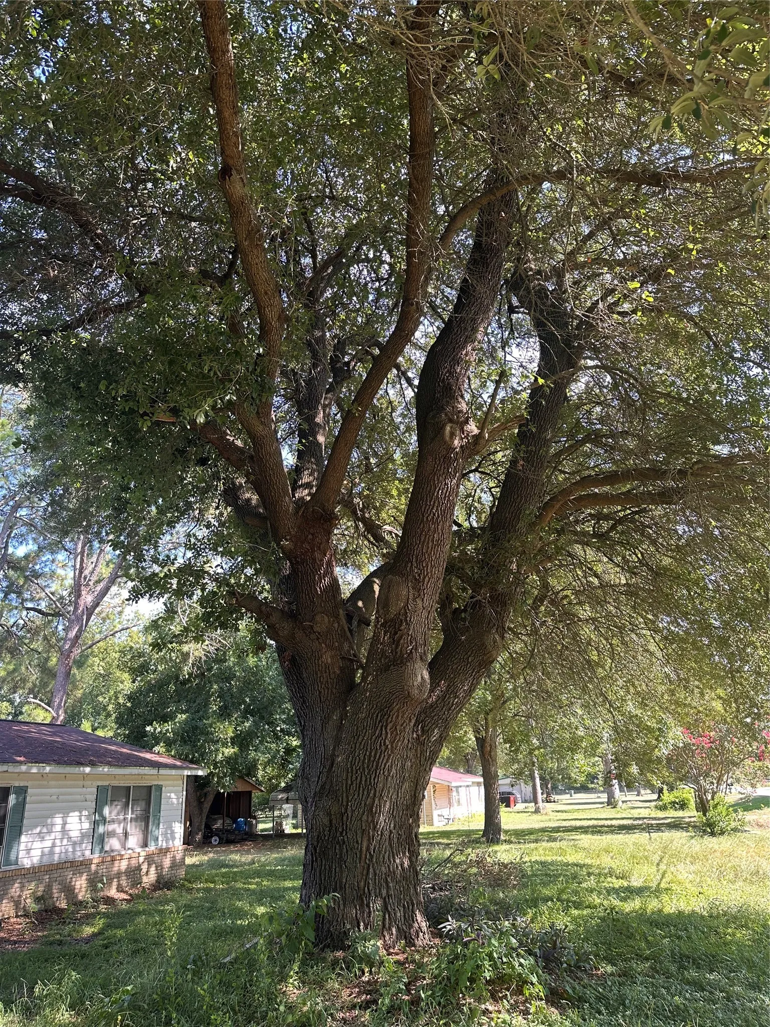 Mature shade tree with expansive canopy