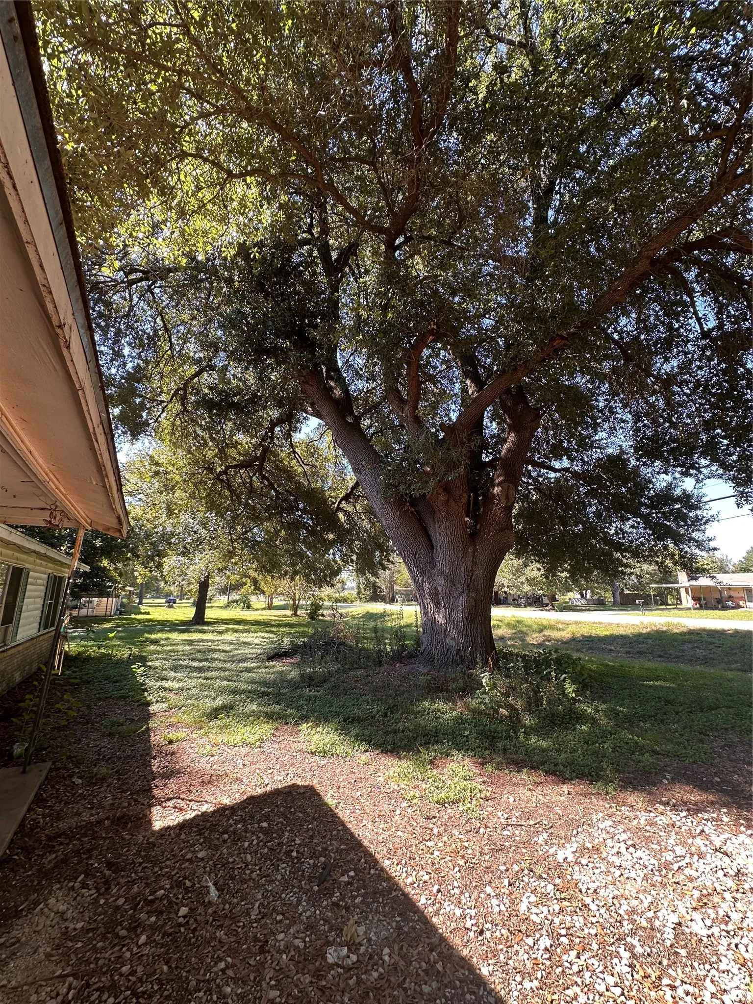 Mature tree with expansive canopy