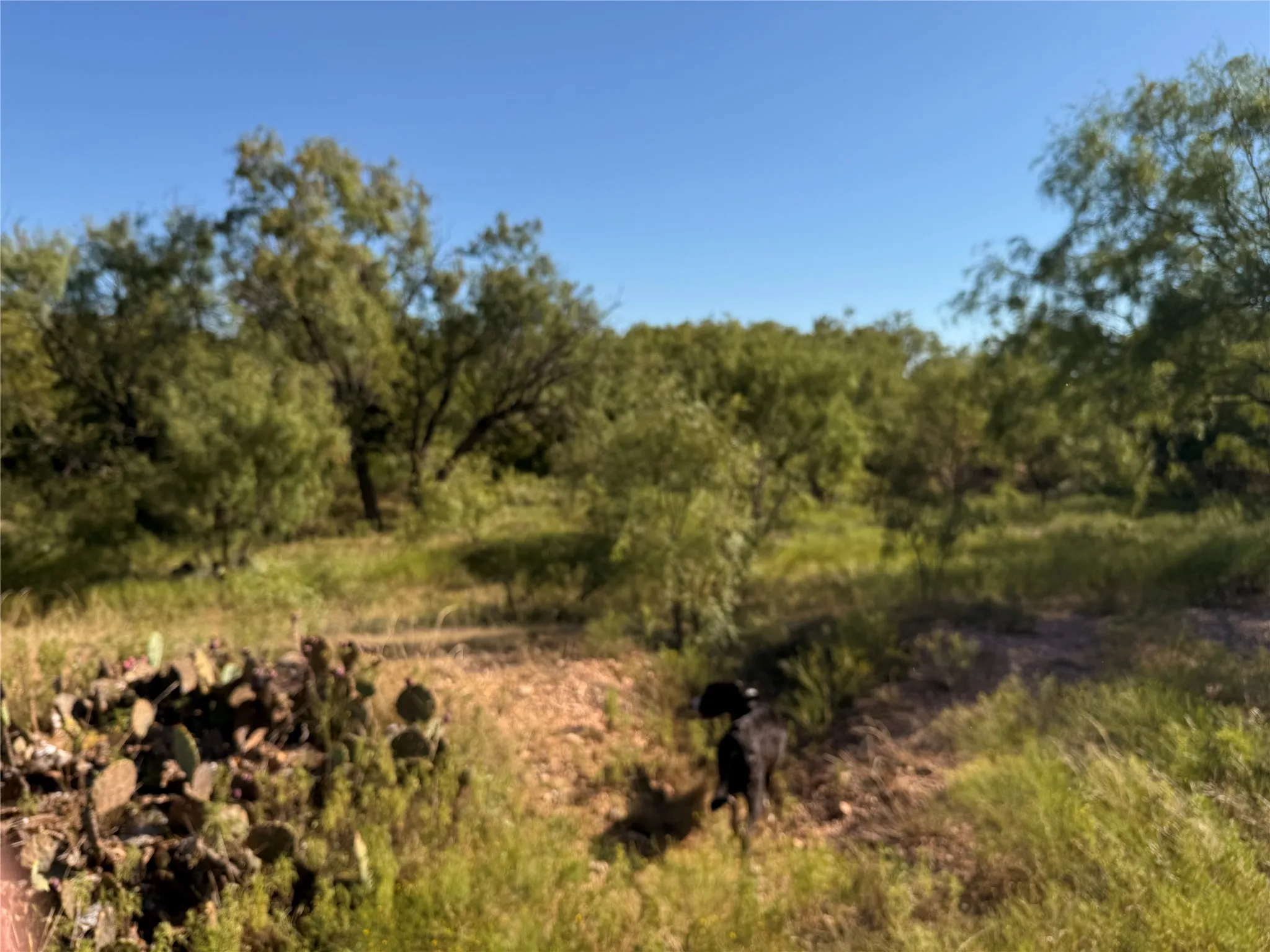 Ranch For Sale in Runnels County , 817 S HWY 153, Wingate, Texas 79566, 0, 0, Garage spaces, 0 Sqft, built in 0, mls#21369262, Real Estate Agent in Wingate, Homes For Sale in Runnels county, Homes For Sale in Wingate, Realtor in Wingate Texas, Real Estate Brokerage Independent Realty Texas, Luminita Cordes Realtor