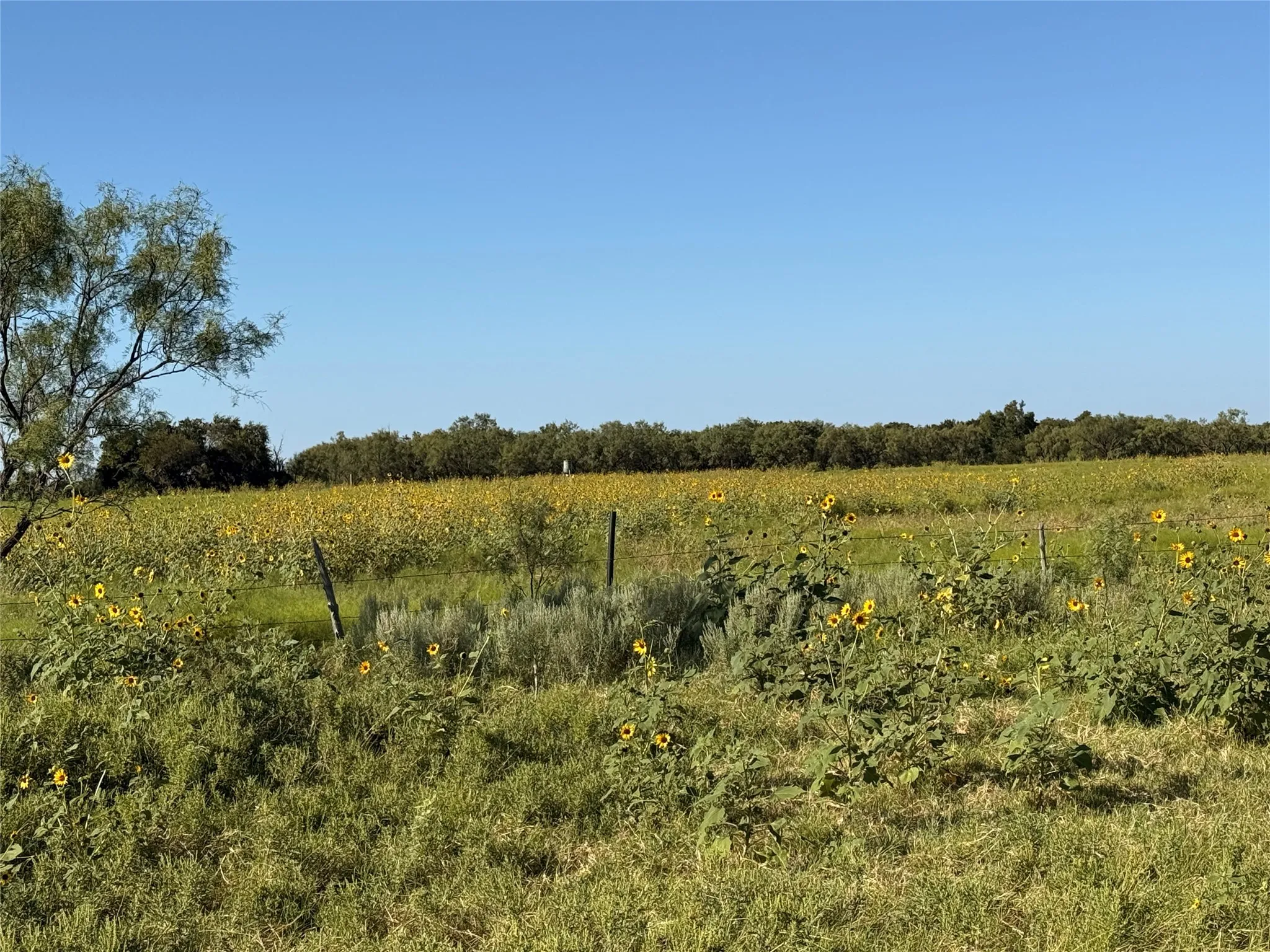 Ranch For Sale in Runnels County , TBD ST HWY 153, Wingate, Texas 79566, 0, 0, Garage spaces, 0 Sqft, built in 0, mls#21369818, Real Estate Agent in Wingate, Homes For Sale in Runnels county, Homes For Sale in Wingate, Realtor in Wingate Texas, Real Estate Brokerage Independent Realty Texas, Luminita Cordes Realtor