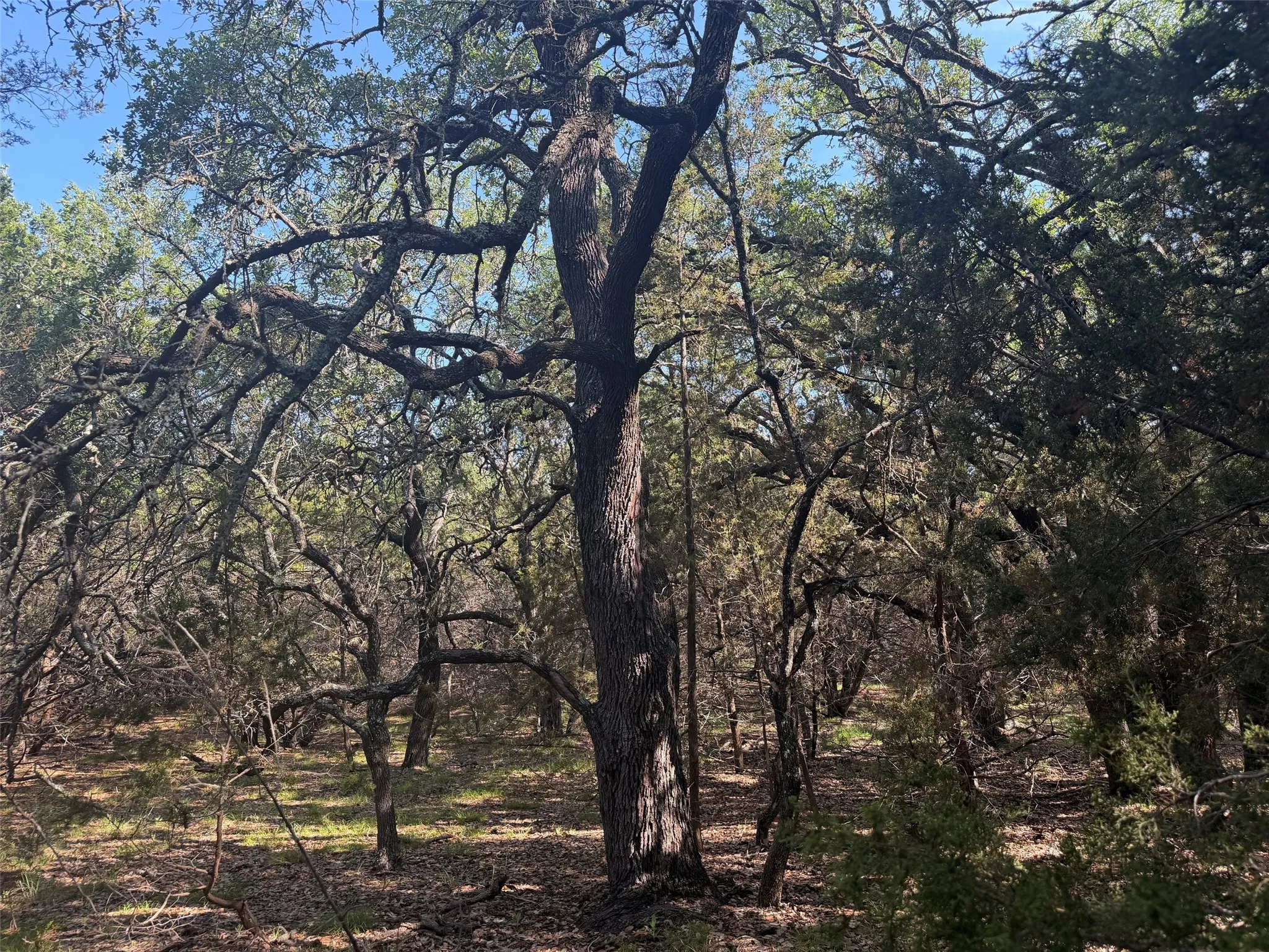 Mature trees with dense foliage