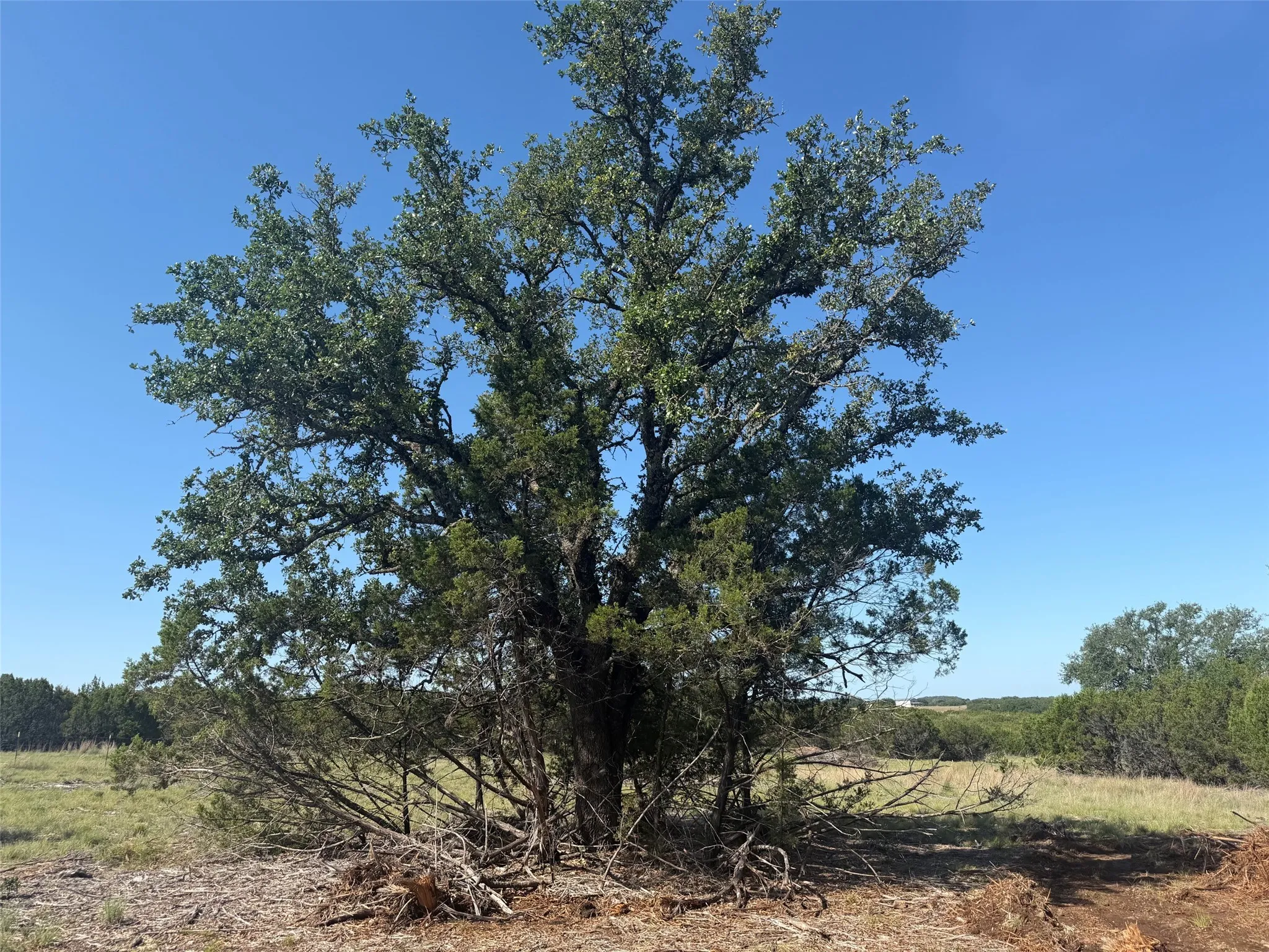 Mature oak tree with dense foliage, surrounded by natural ground cover
