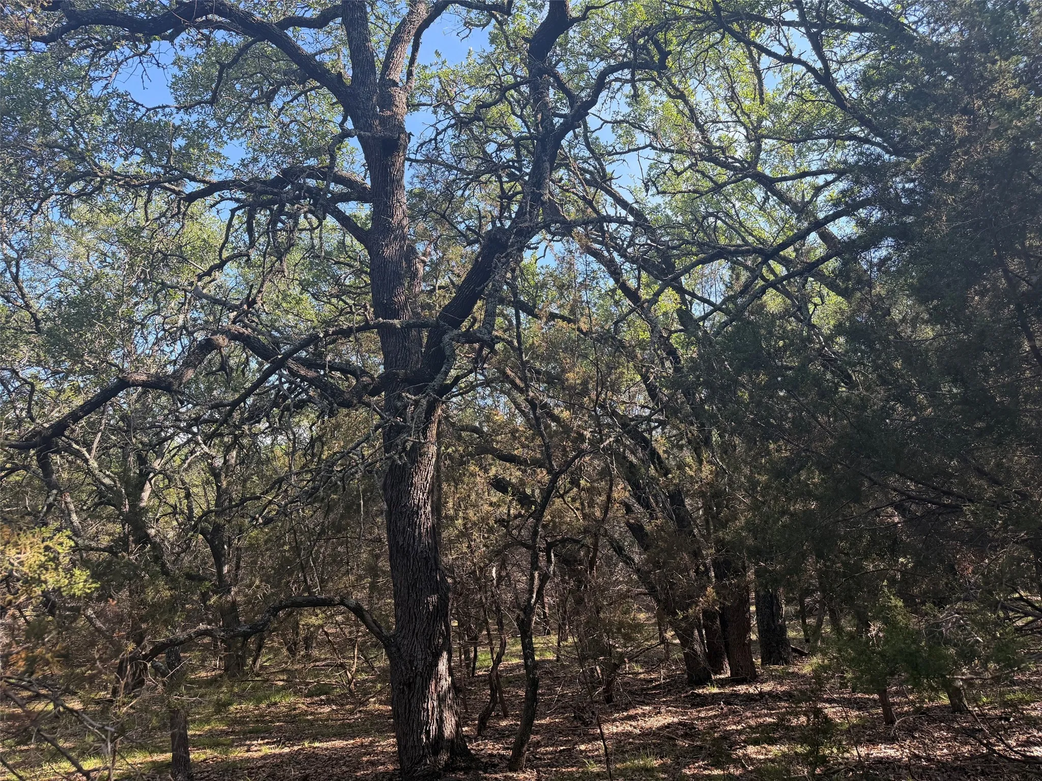 Wooded acreage featuring mature trees and natural foliage