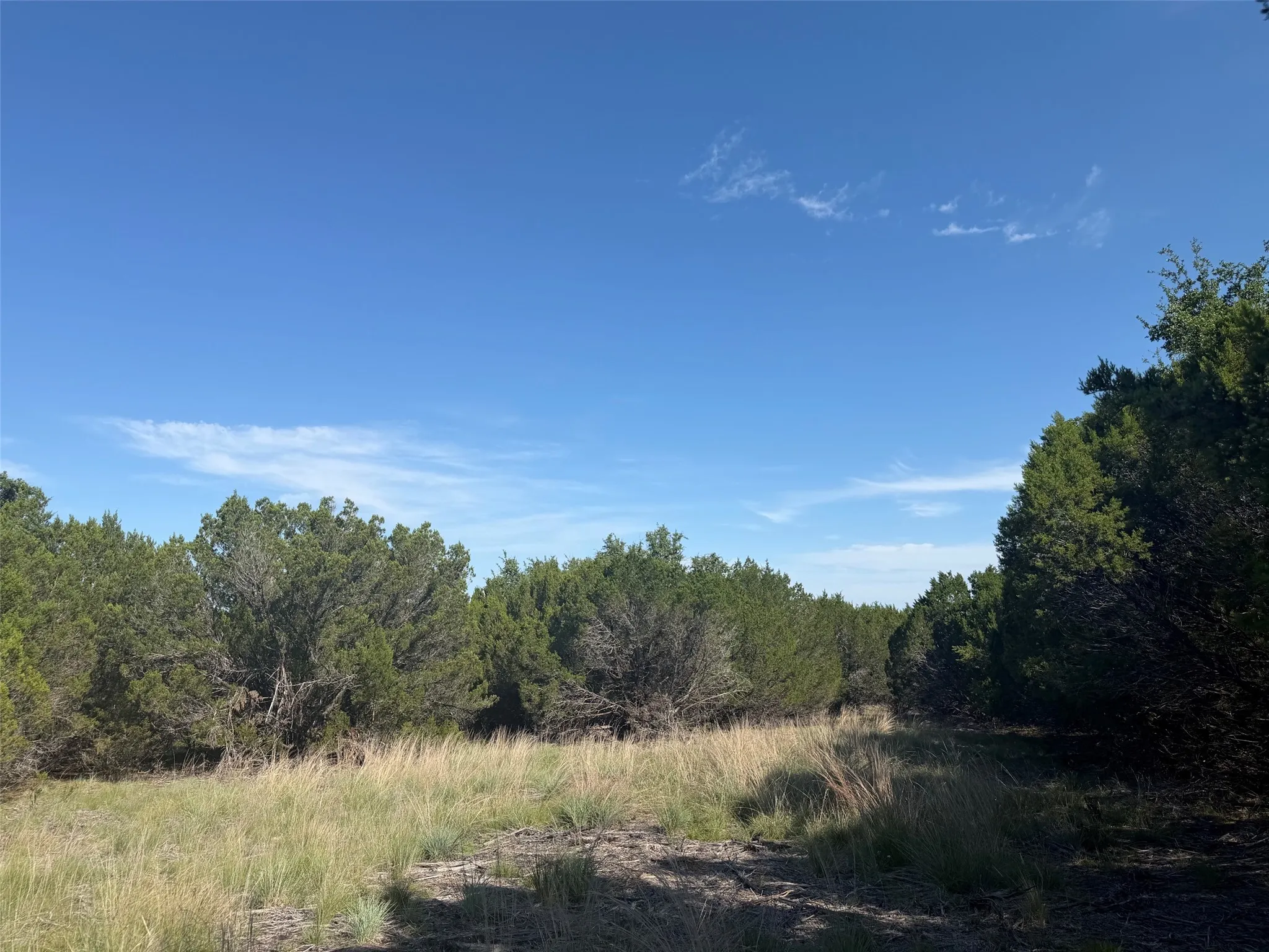 Expansive natural landscape with mature trees and native grasses