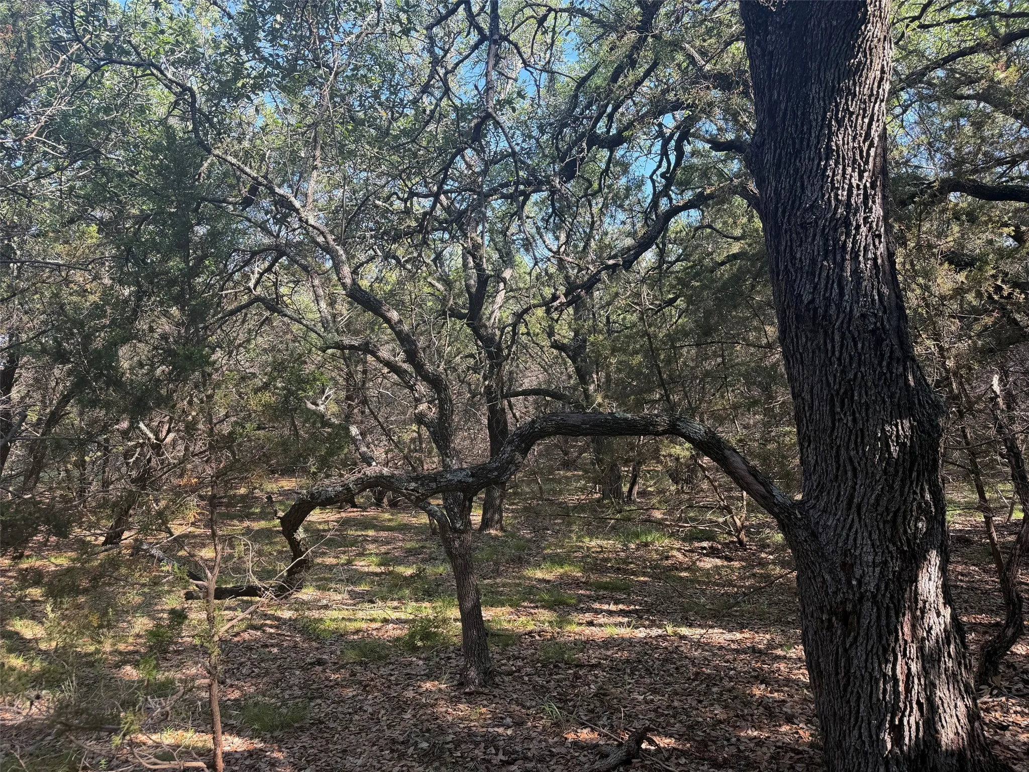 Mature trees with dense​​‌​​​​‌​​‌‌​‌‌​​​‌‌​‌​‌​‌​​​‌​​ foliage