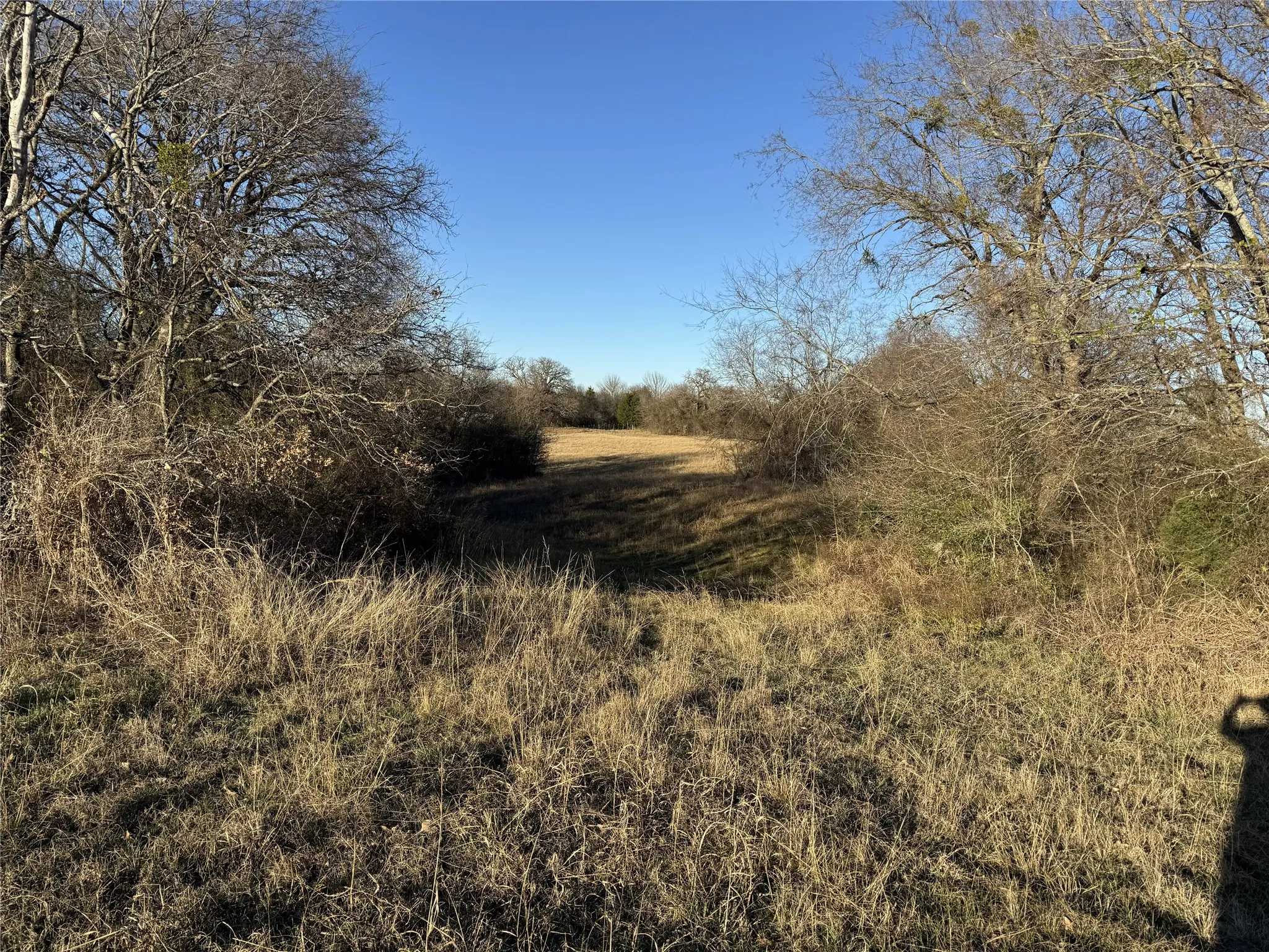 Expansive open field surrounded by mature deciduous trees and natural vegetation
