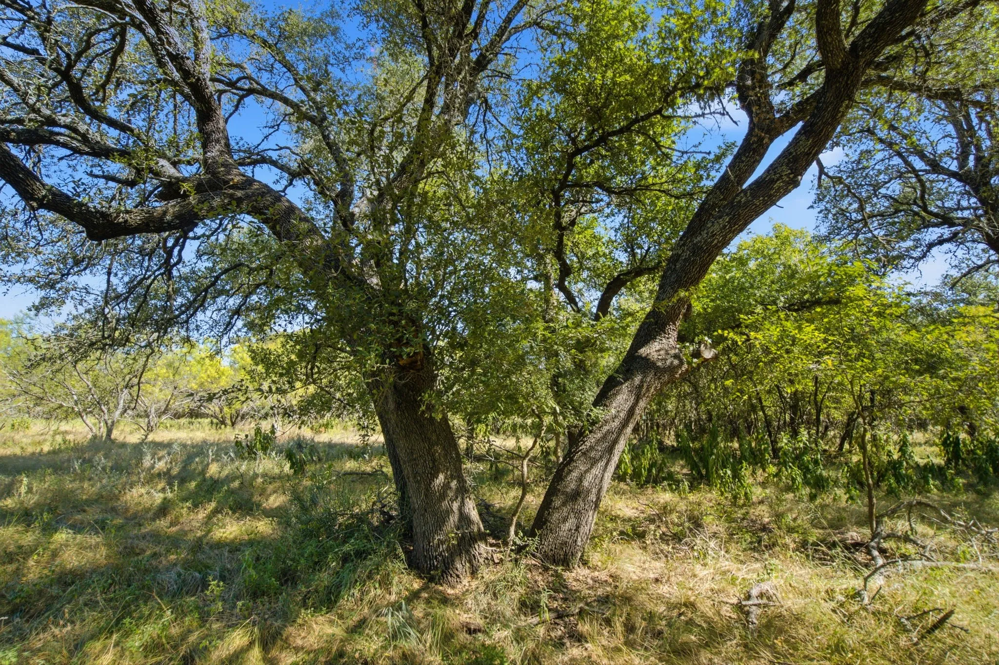 Ranch For Sale in Comanche County , 3100 County Road 153, Blanket, Texas 76432, 0, 0, Garage spaces, 0 Sqft, built in 0, mls#21370211, Real Estate Agent in Blanket, Homes For Sale in Comanche county, Homes For Sale in Blanket, Realtor in Blanket Texas, Real Estate Brokerage Independent Realty Texas, Luminita Cordes Realtor