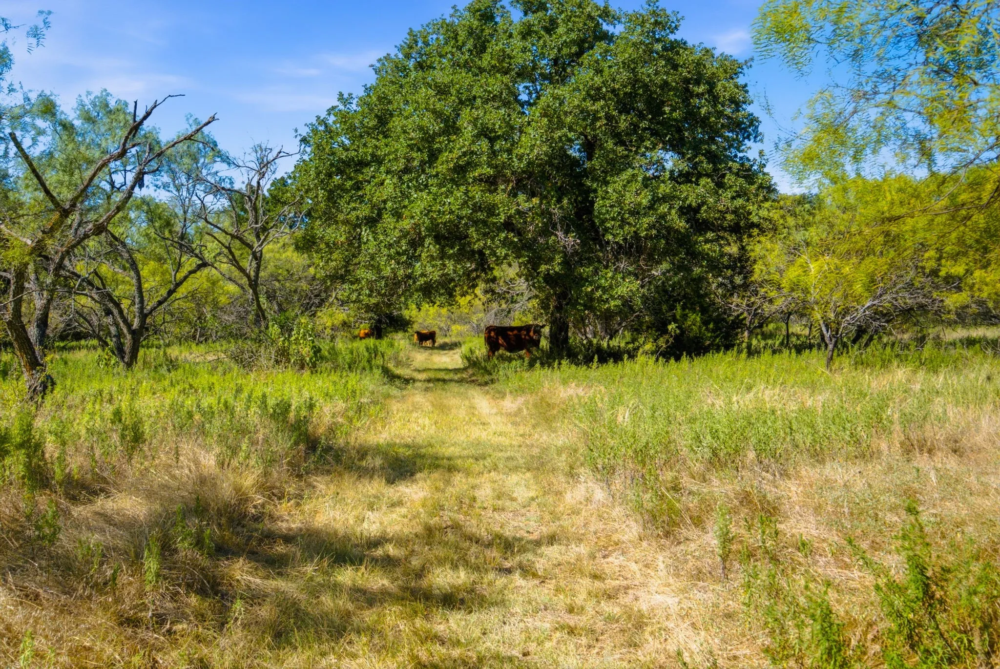 Ranch For Sale in Comanche County , 3100 County Road 153, Blanket, Texas 76432, 0, 0, Garage spaces, 0 Sqft, built in 0, mls#21370211, Real Estate Agent in Blanket, Homes For Sale in Comanche county, Homes For Sale in Blanket, Realtor in Blanket Texas, Real Estate Brokerage Independent Realty Texas, Luminita Cordes Realtor