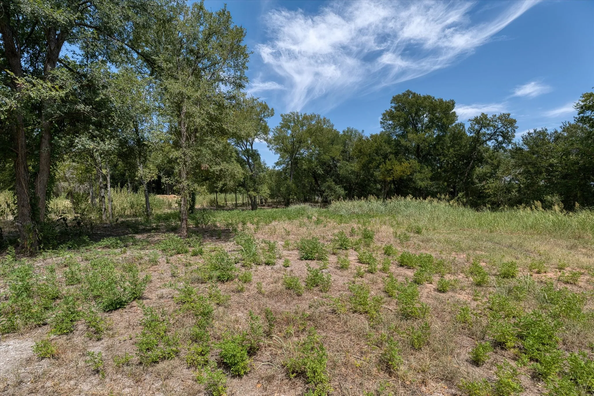 Expansive wooded acreage featuring mature trees and natural terrain