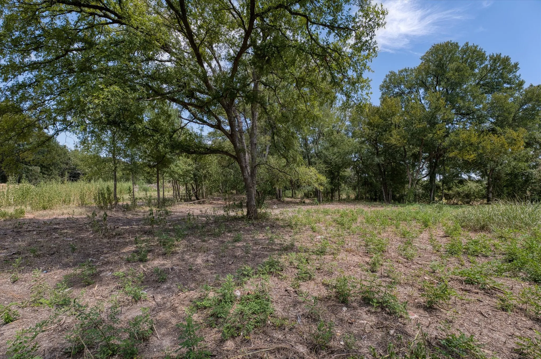 Expansive wooded acreage featuring mature trees and natural terrain