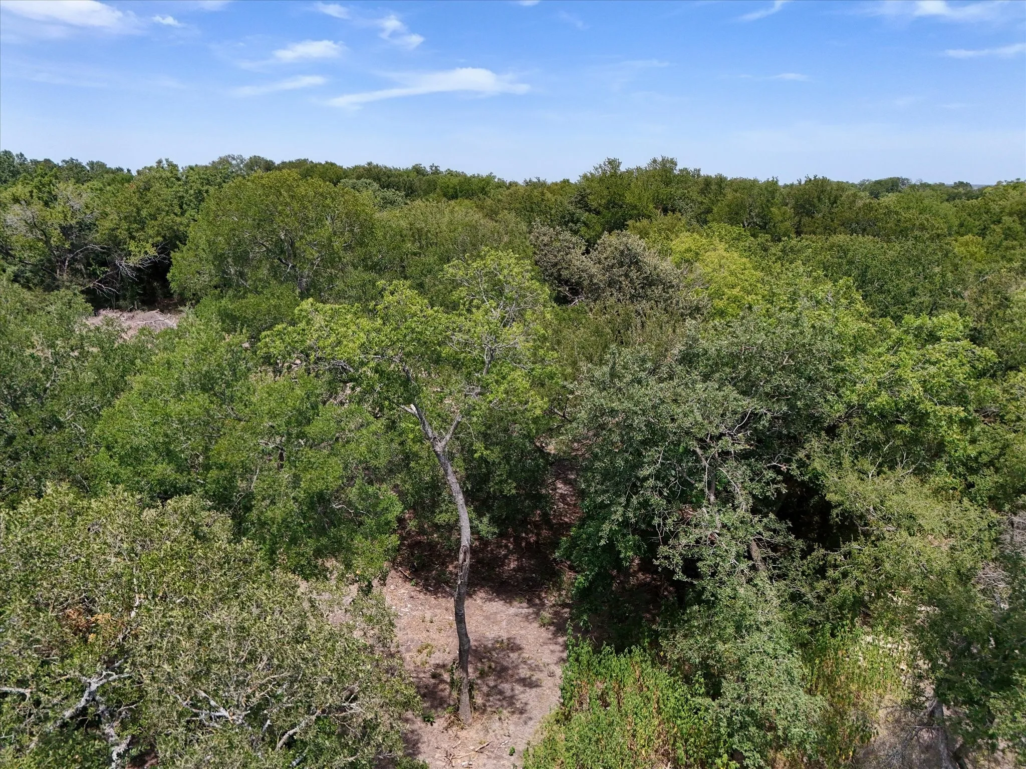Expansive wooded acreage featuring mature trees and natural terrain