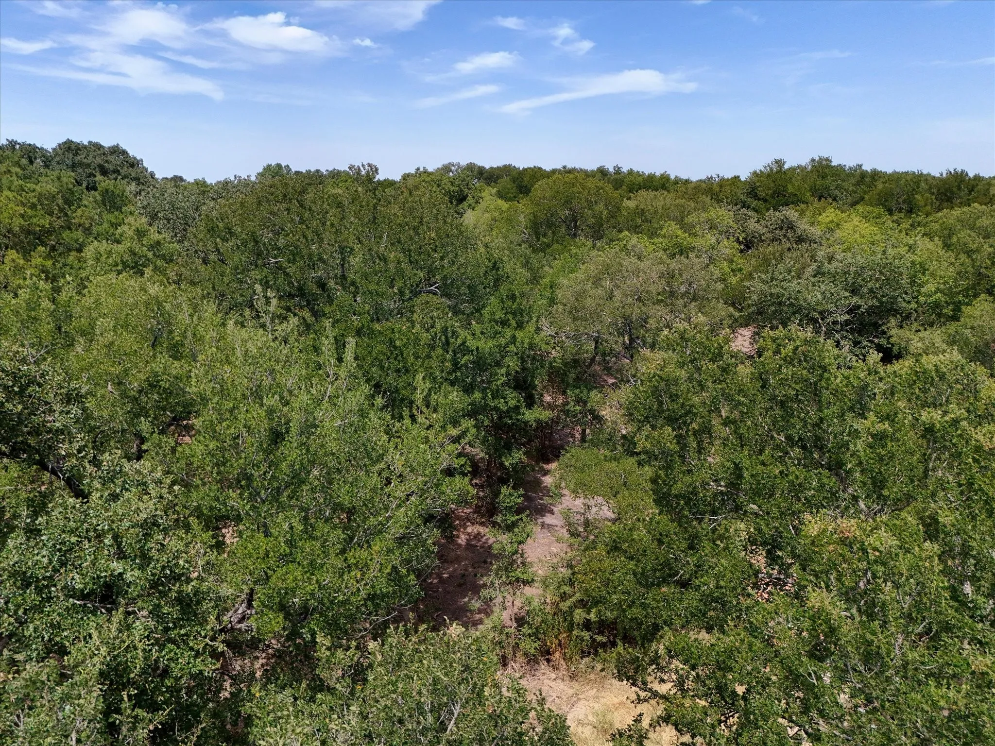 Expansive wooded acreage featuring mature trees and natural terrain